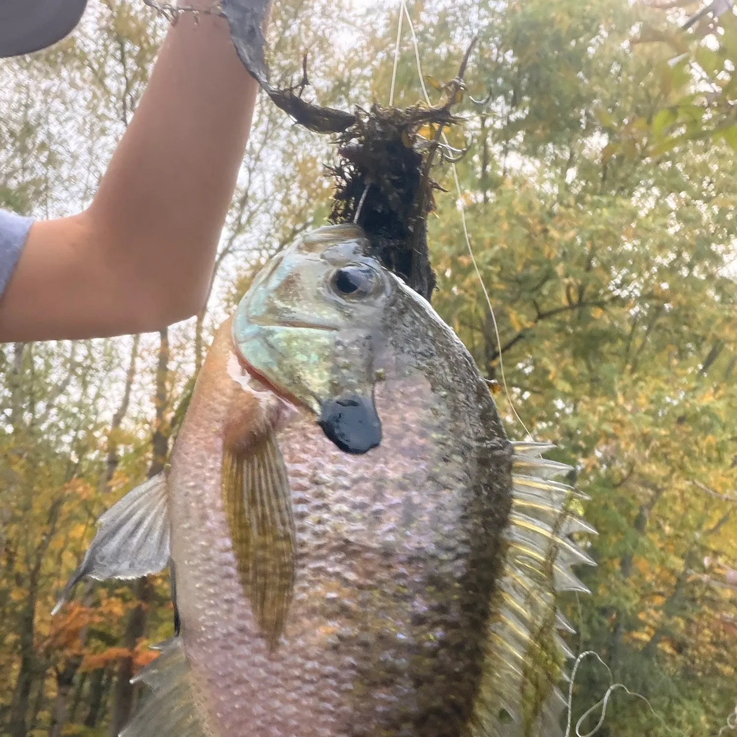 Bluegill caught on Fishbrain