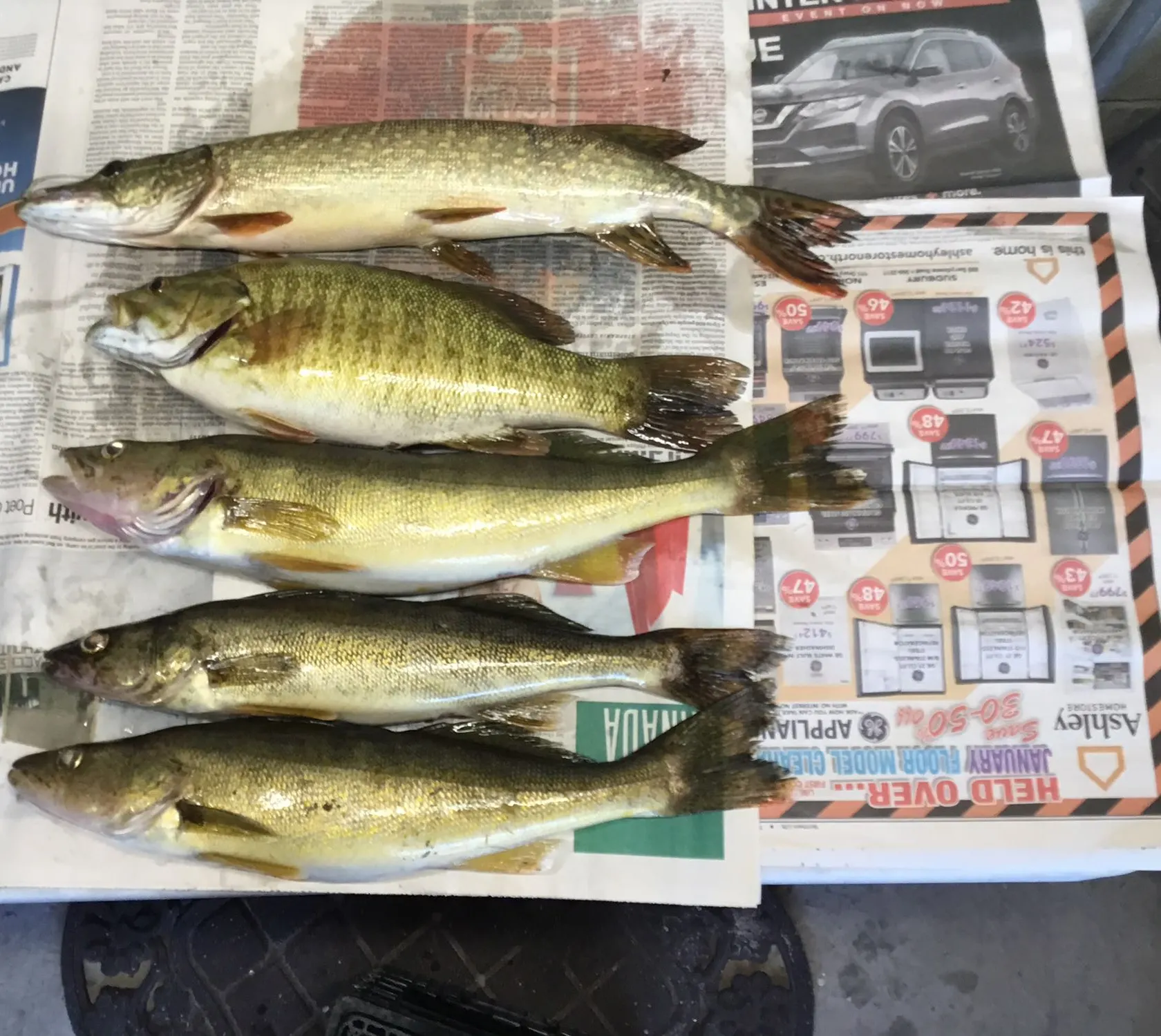 recently logged catches