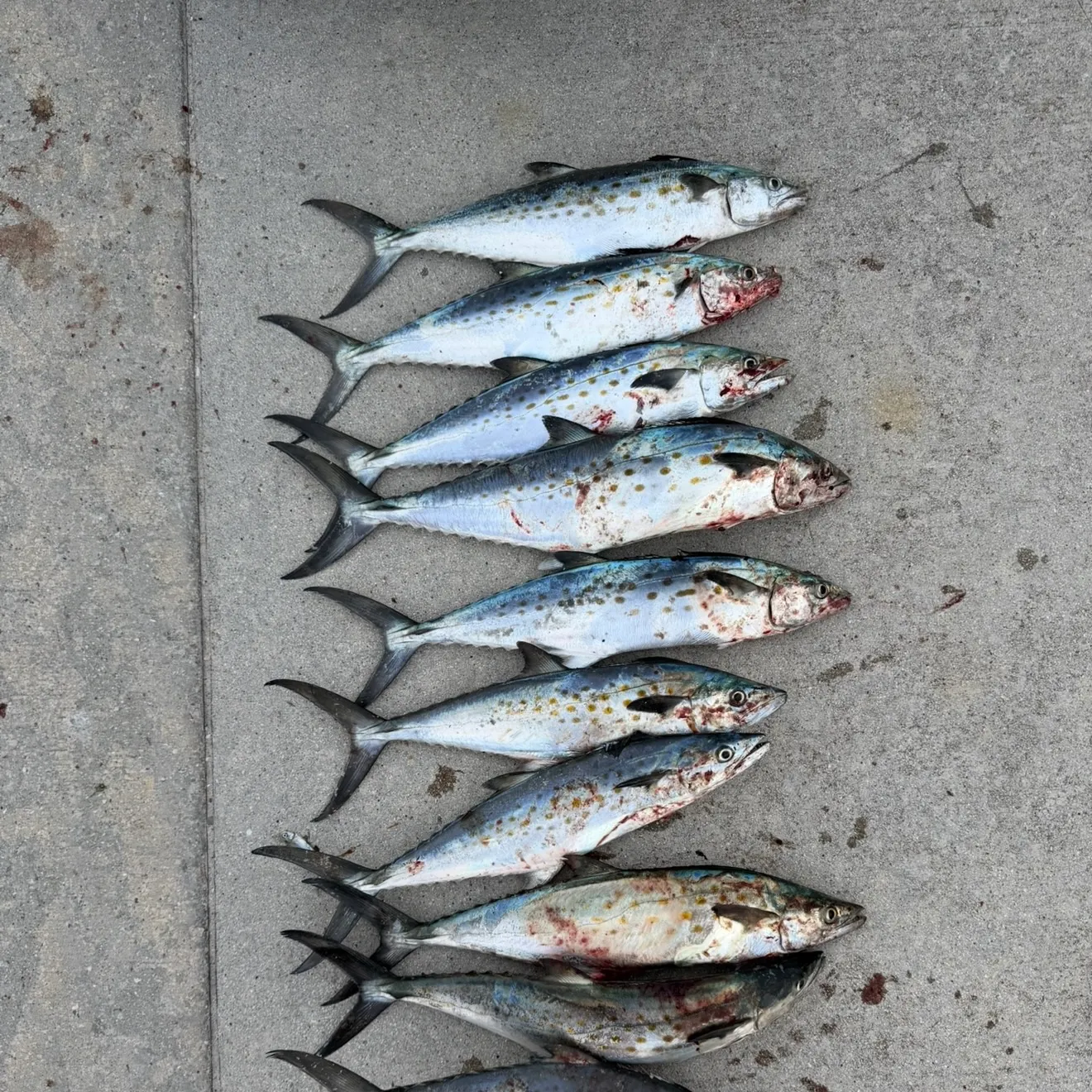 Spanish mackerel caught on Fishbrain