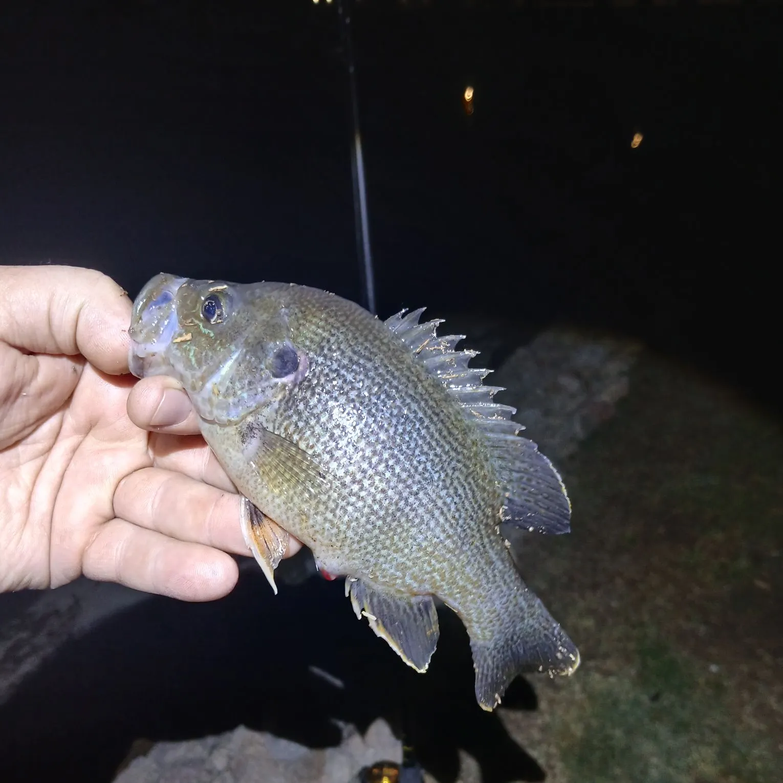 The most recent Green sunfish catches on Fishbrain