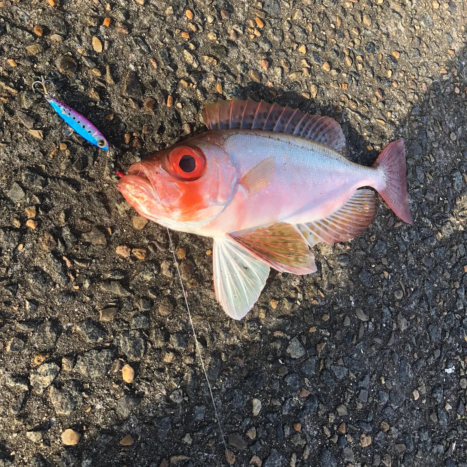 The most recent Red bigeye catches on Fishbrain