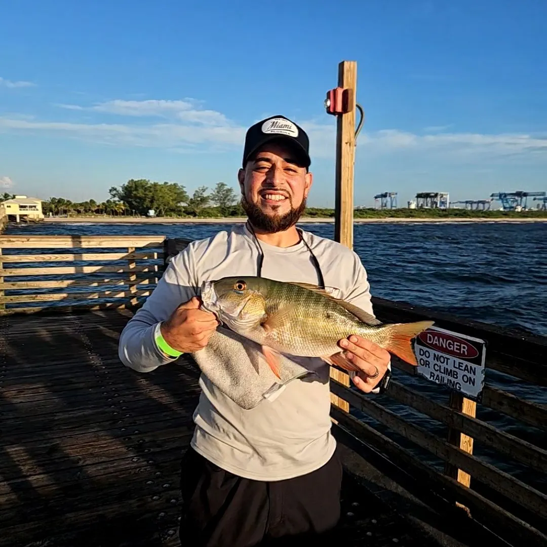 The most recent Mutton snapper catches on Fishbrain