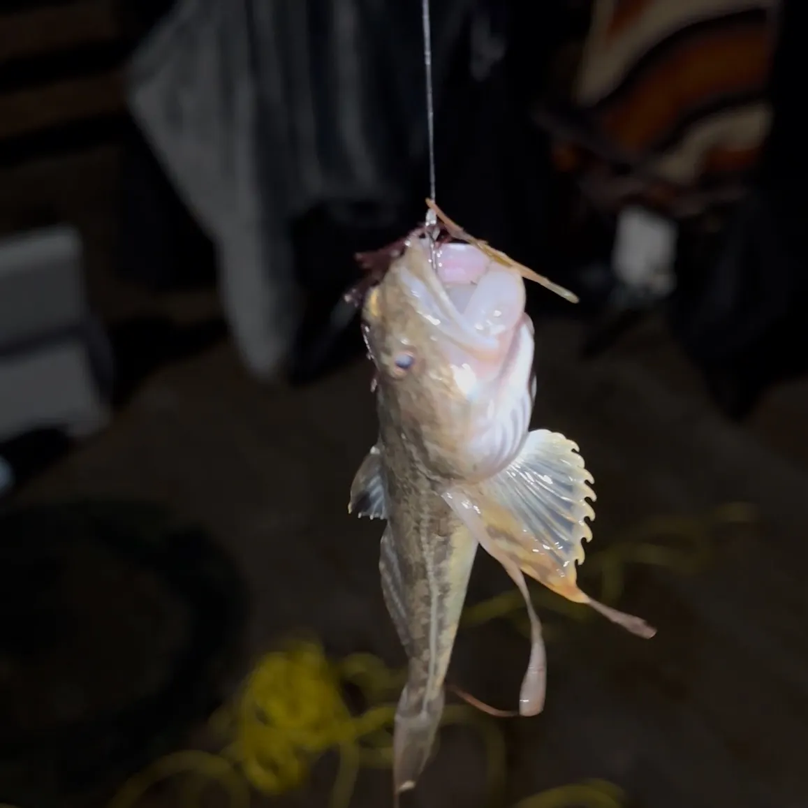 Longspined bullhead caught on Fishbrain