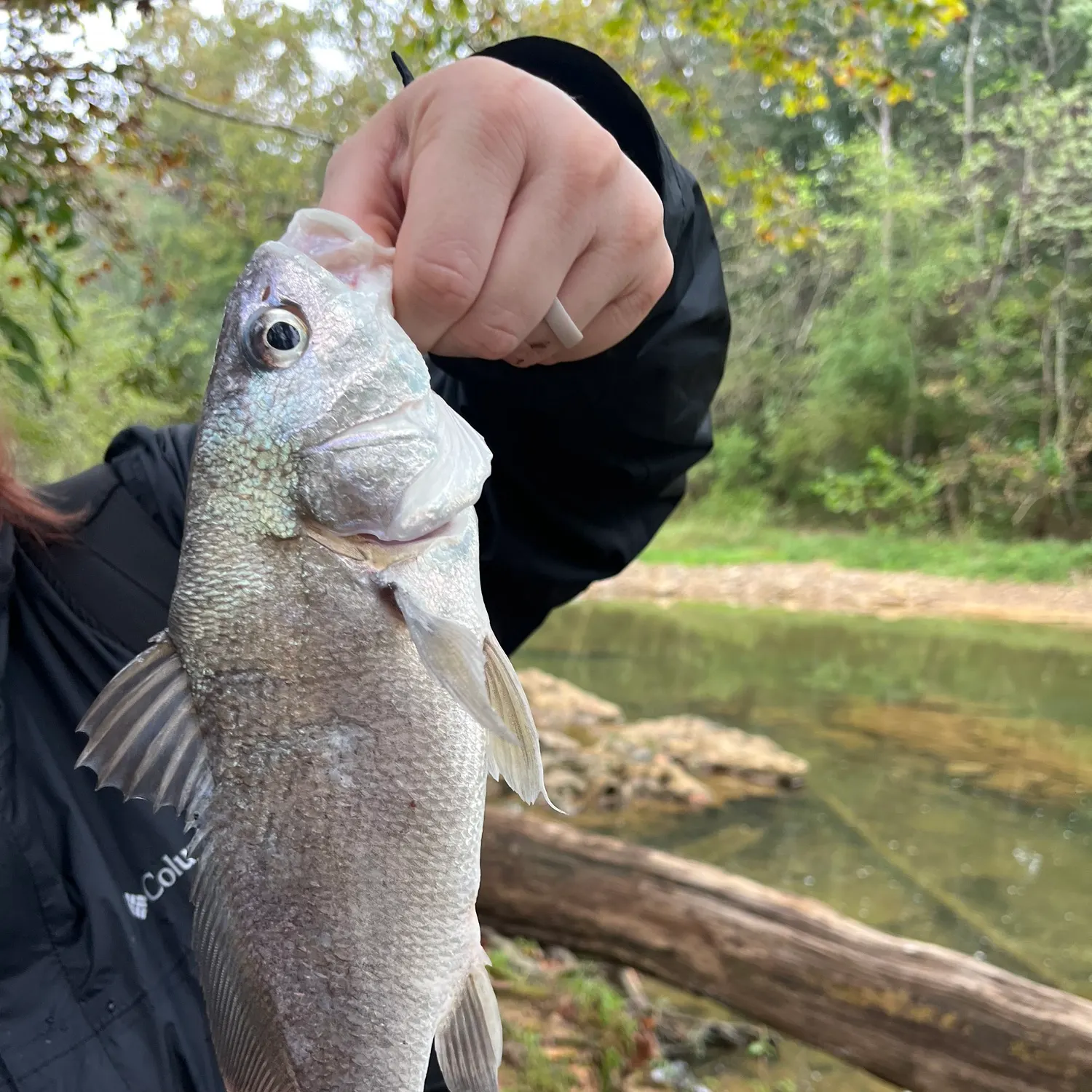 Freshwater drum caught on Fishbrain
