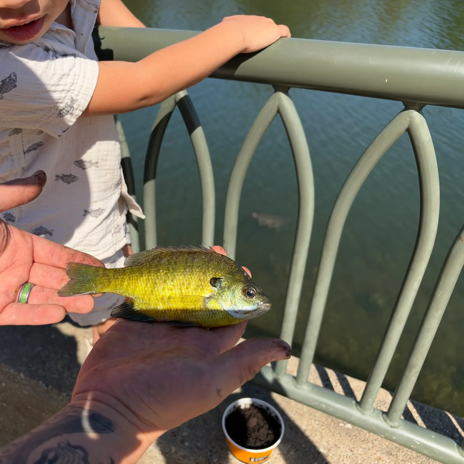 Bluegill caught on Fishbrain