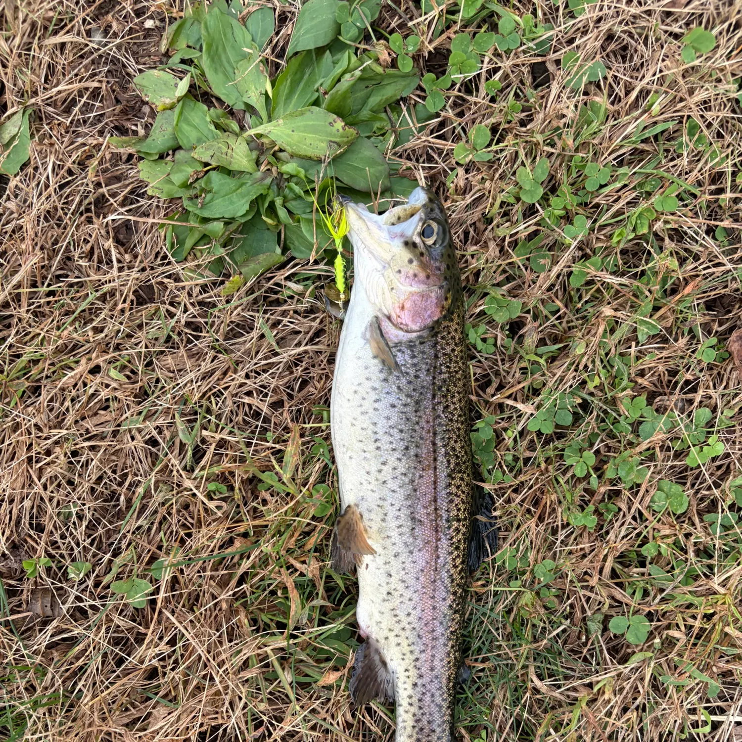 Rainbow trout caught on Fishbrain