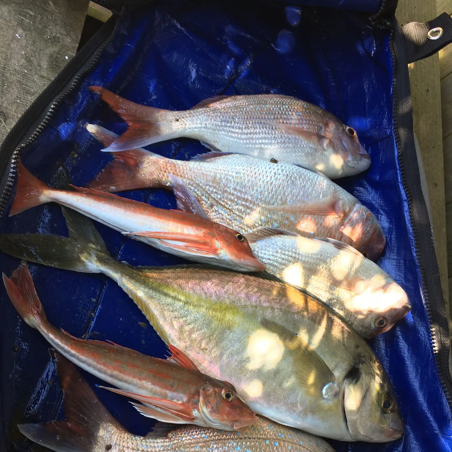 recently logged catches