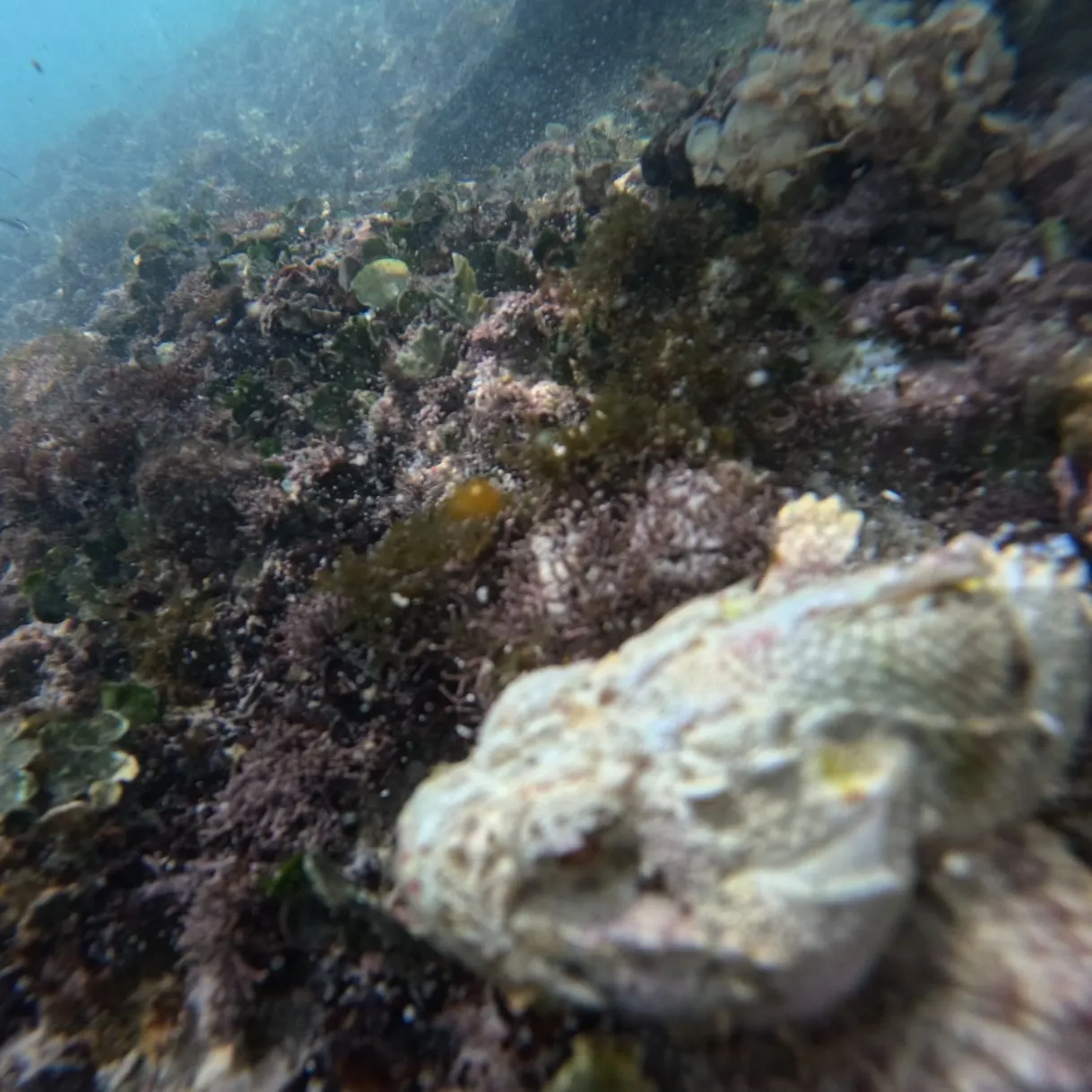 The most popular recent Estuarine stonefish catch on Fishbrain