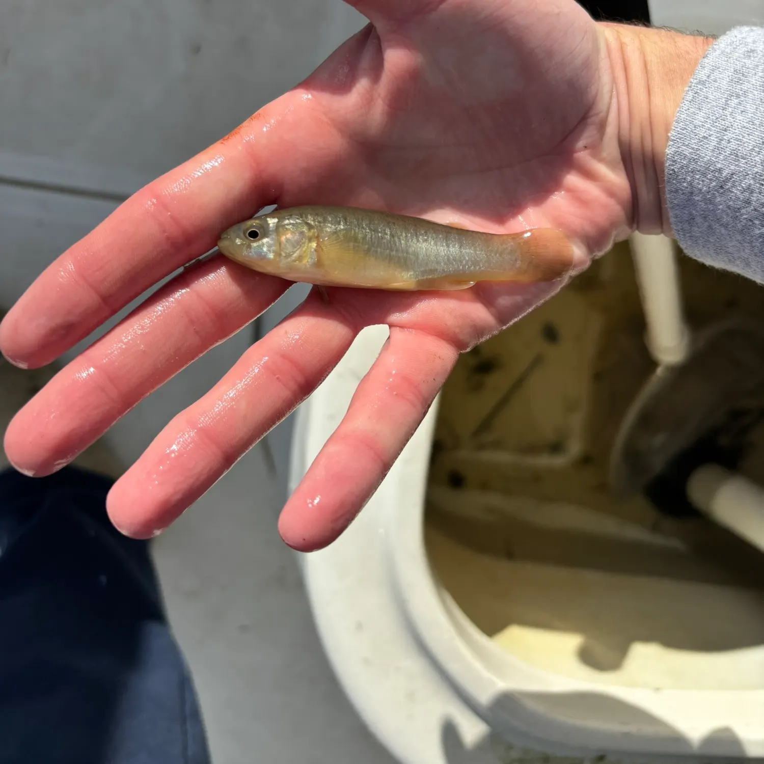 The most recent Gulf killifish catches on Fishbrain