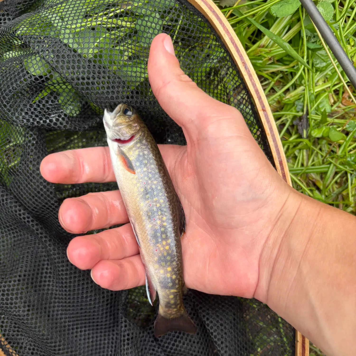 Brook trout caught on Fishbrain