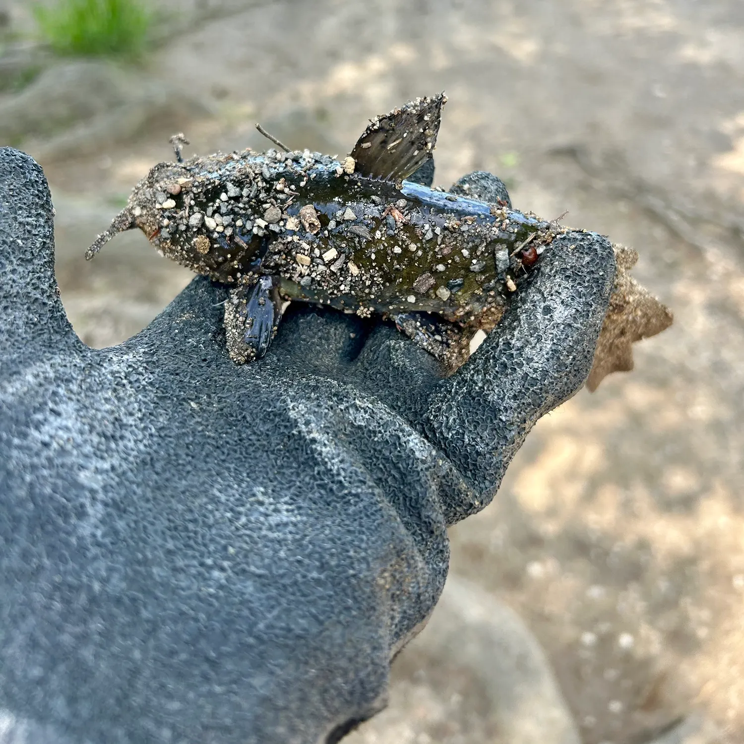The most recent Black bullhead catches on Fishbrain