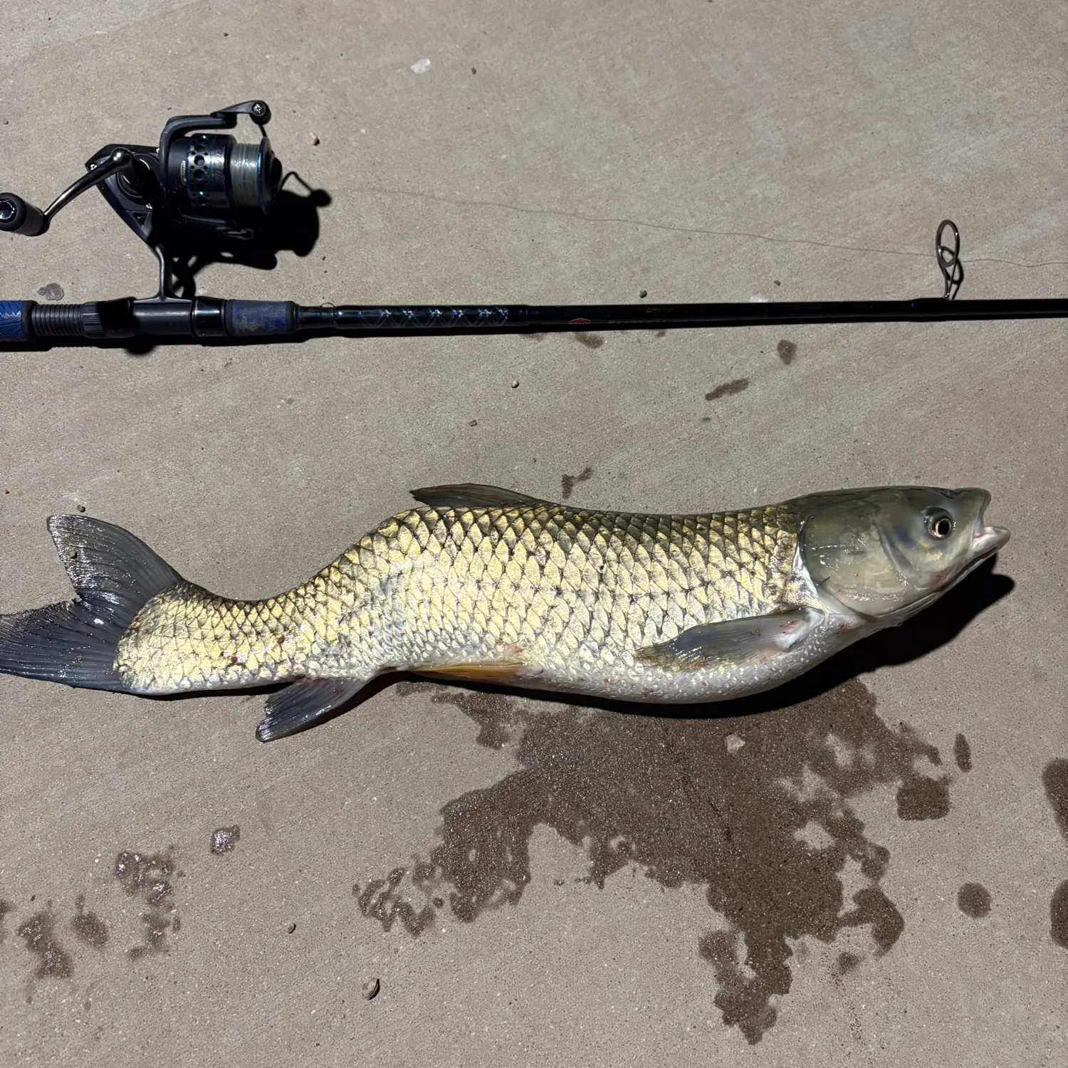 The most recent Grass carp catches on Fishbrain