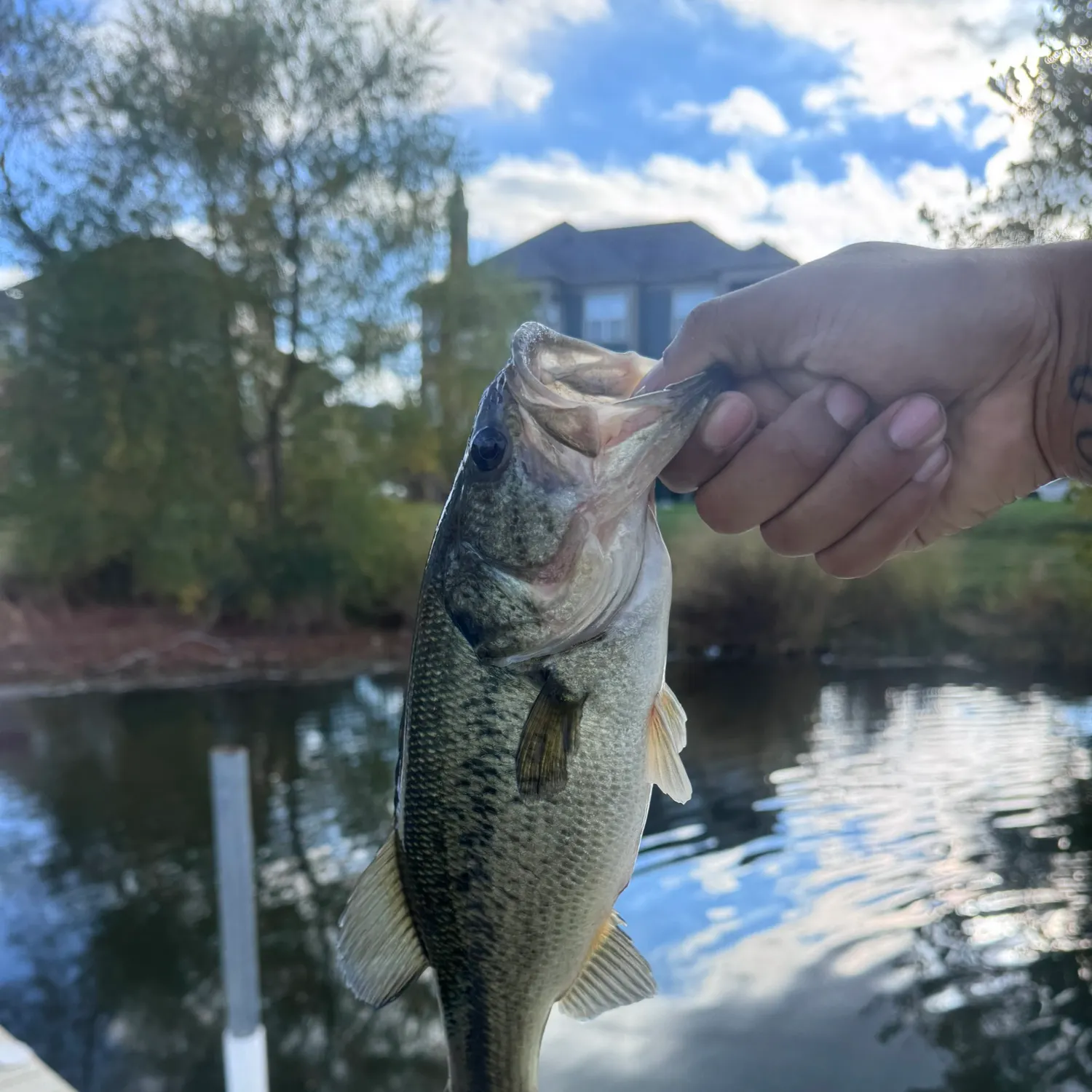 Largemouth bass caught on Fishbrain