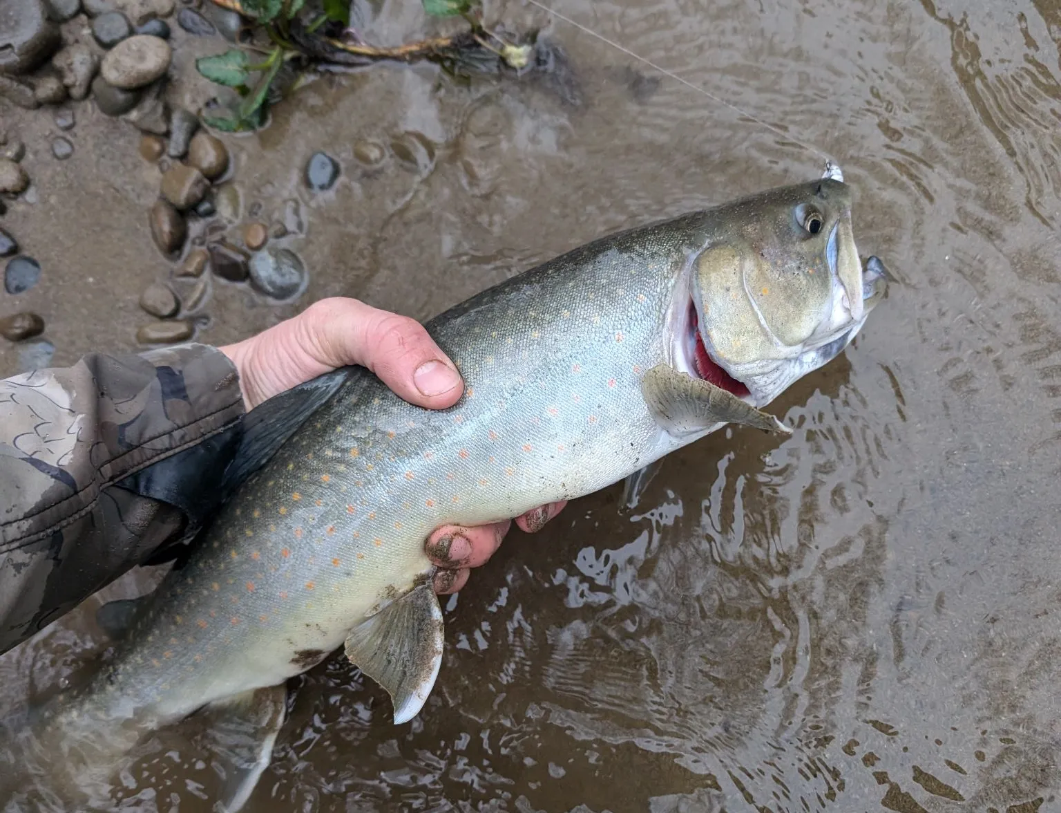 Bull trout