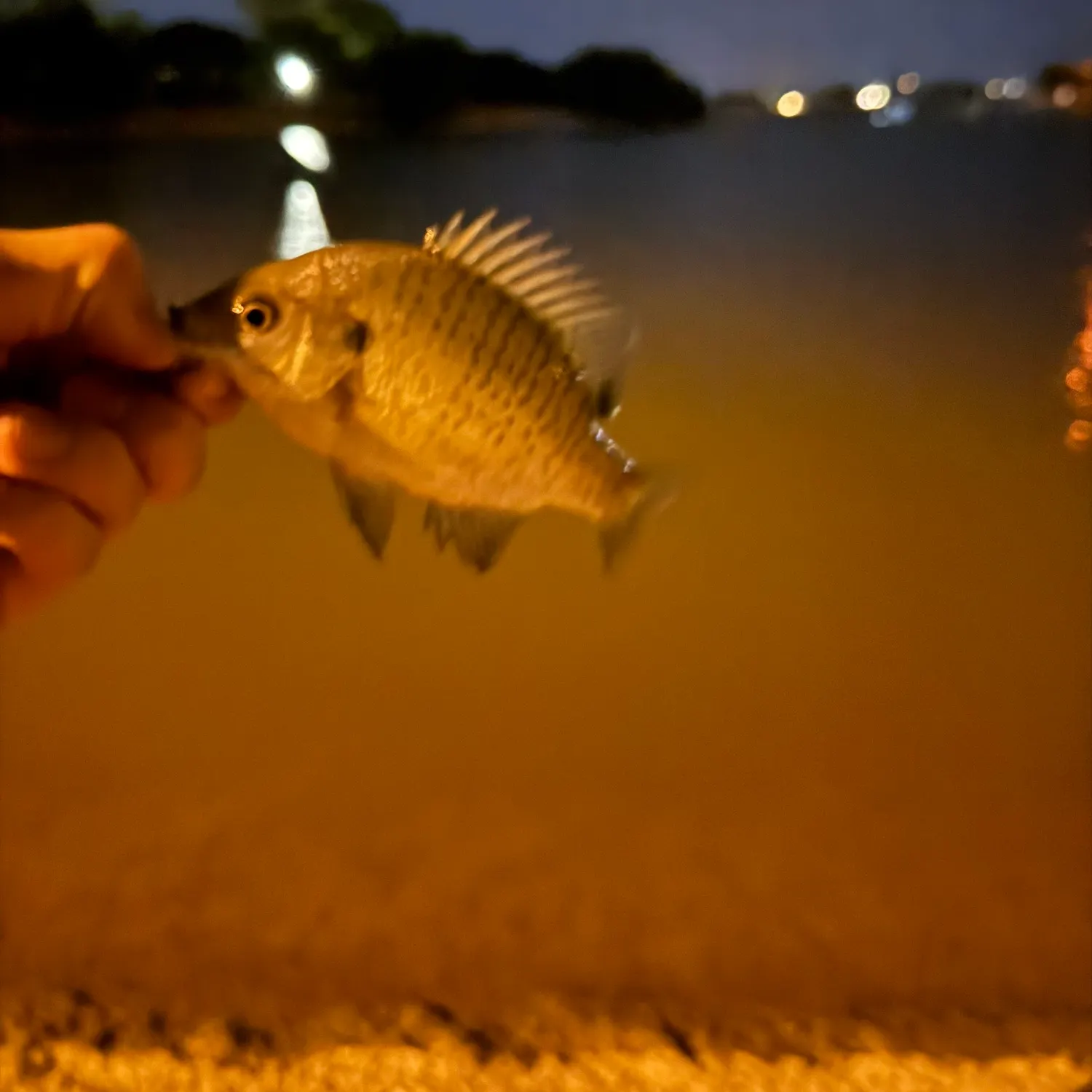 Bluegill caught on Fishbrain