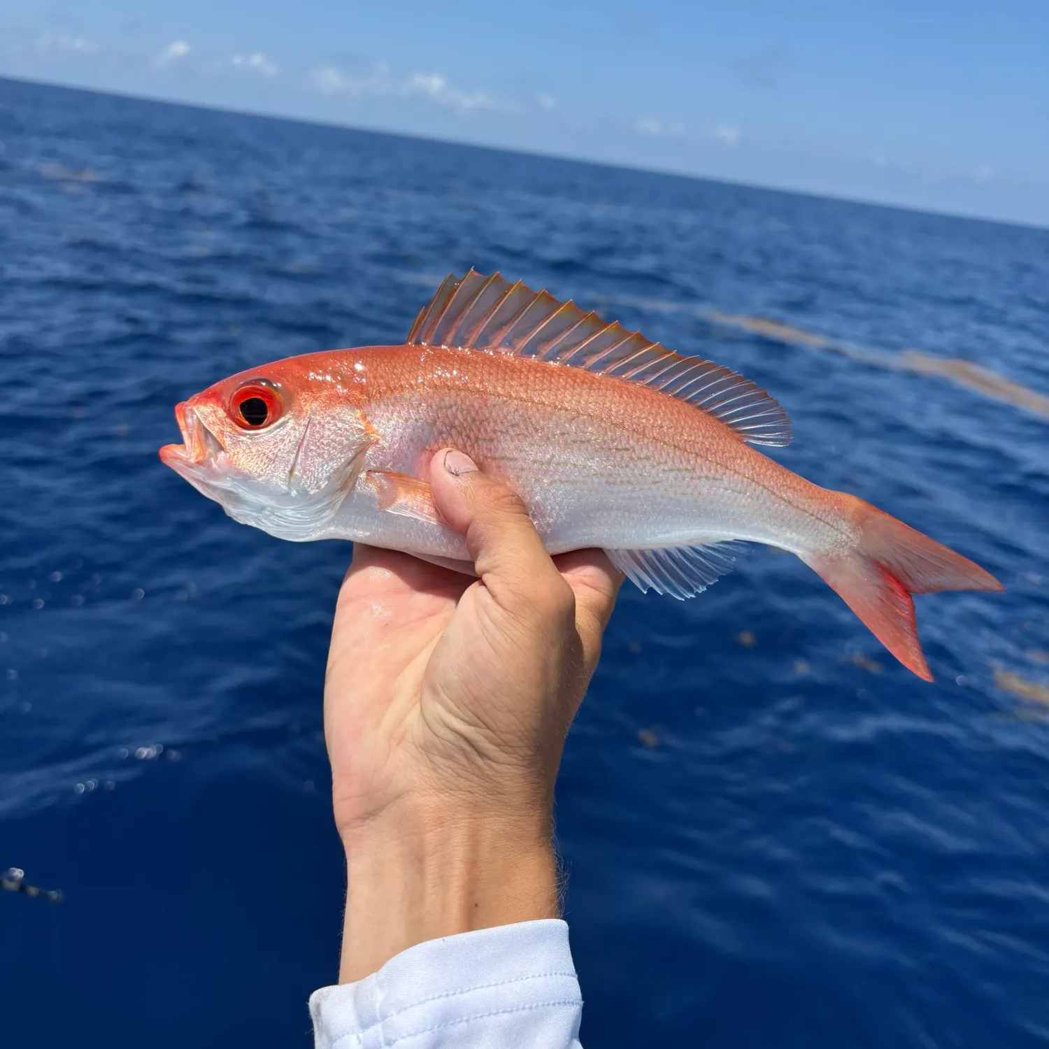 The most recent Vermilion snapper catches on Fishbrain