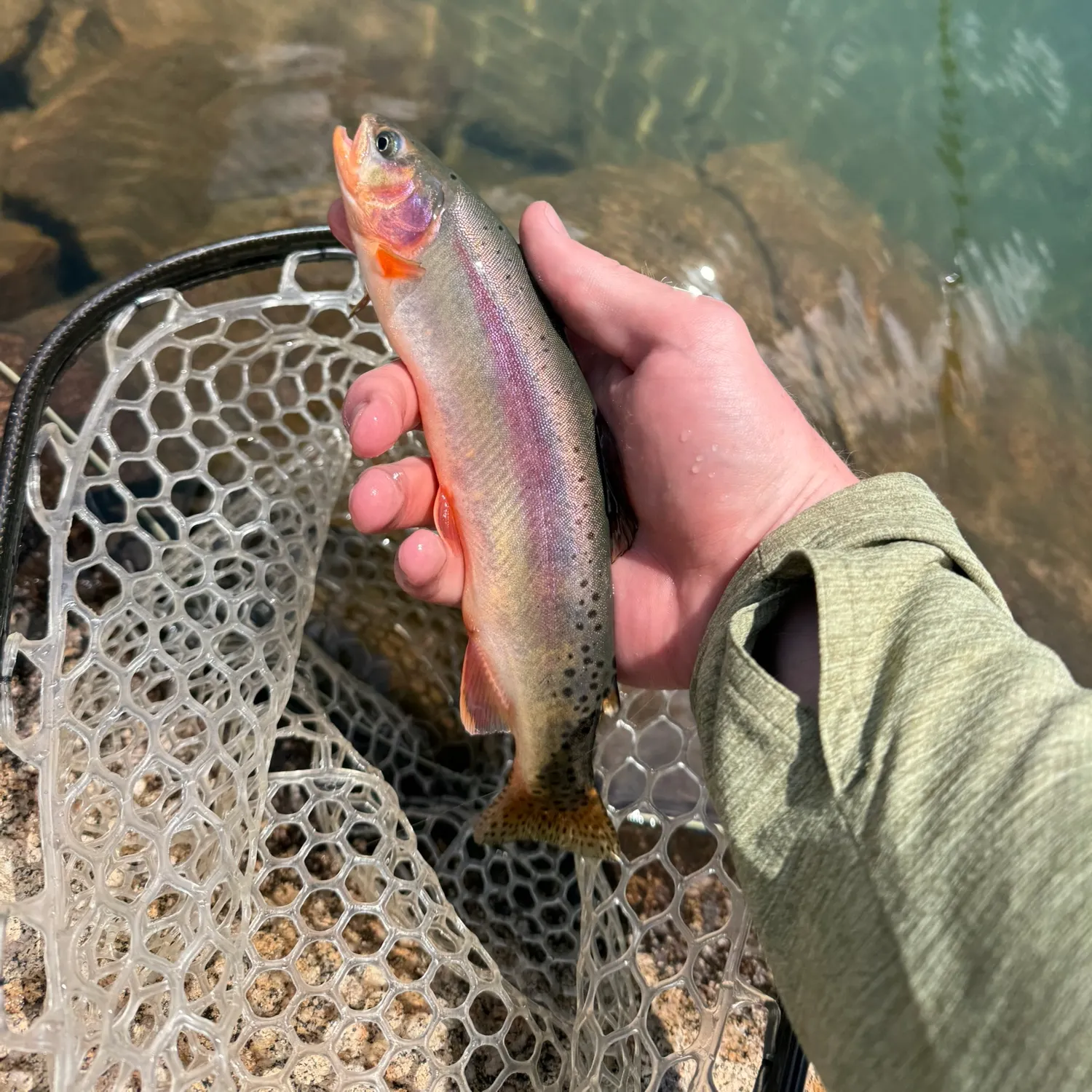 The most recent Golden trout catches on Fishbrain