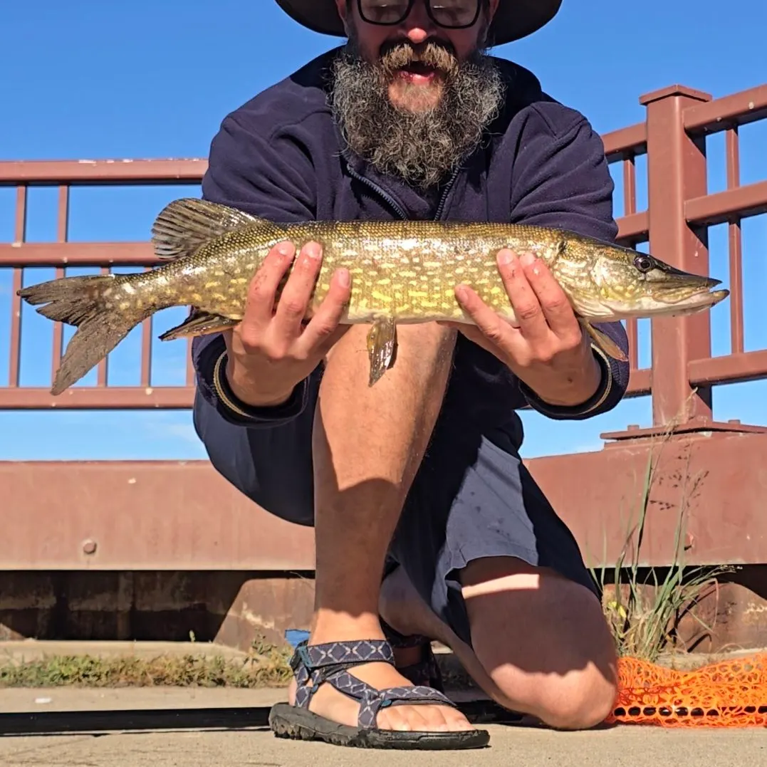 Northern pike caught on Fishbrain