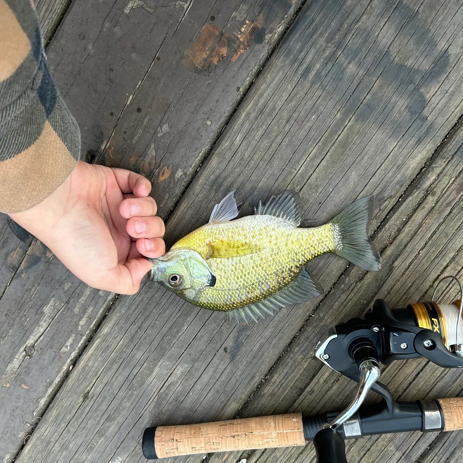 Bluegill caught on Fishbrain