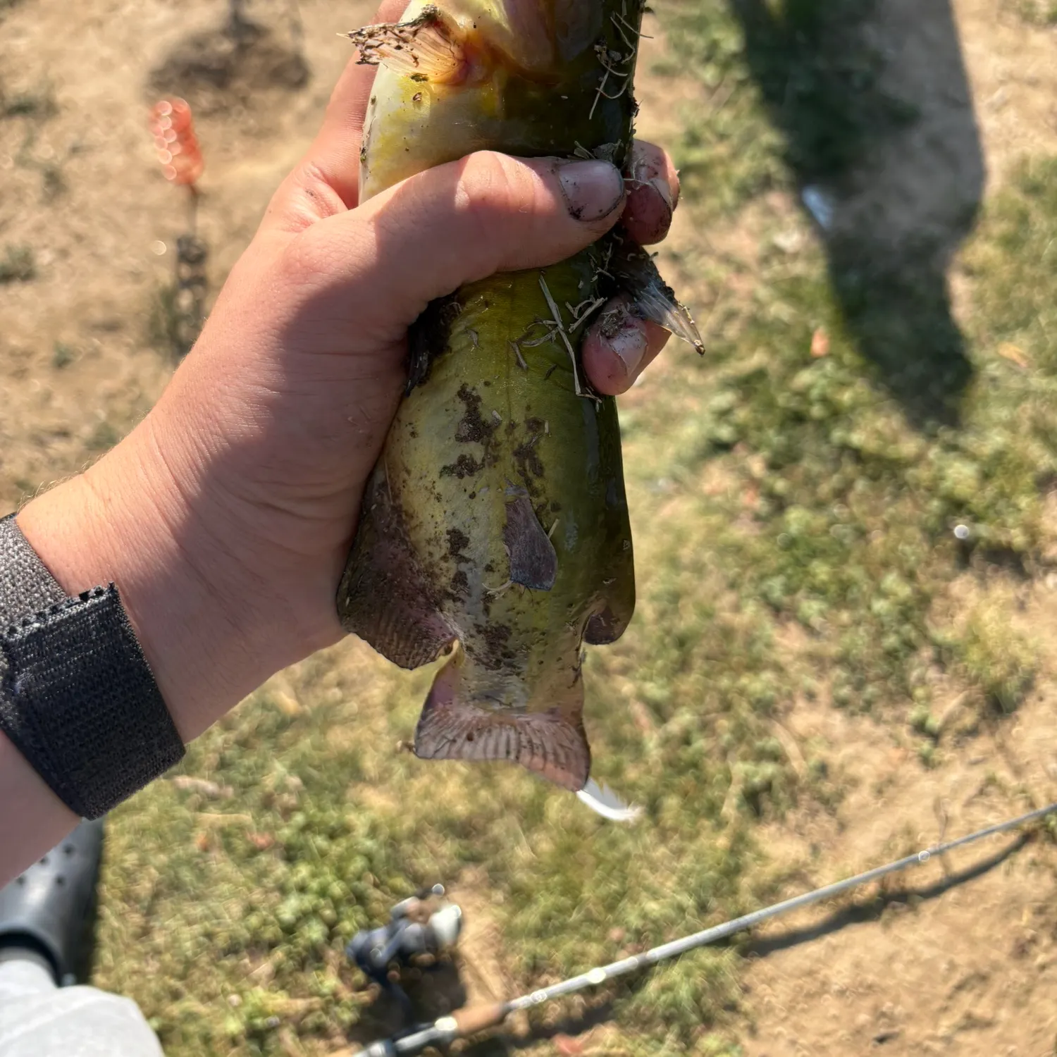 Yellow bullhead caught on Fishbrain