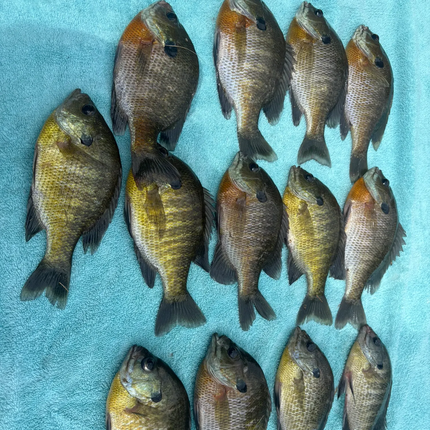 Bluegill caught on Fishbrain