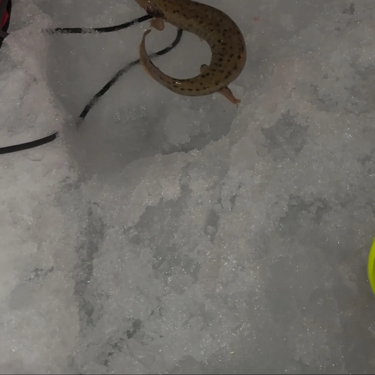 The most recent Common mudpuppy catches on Fishbrain