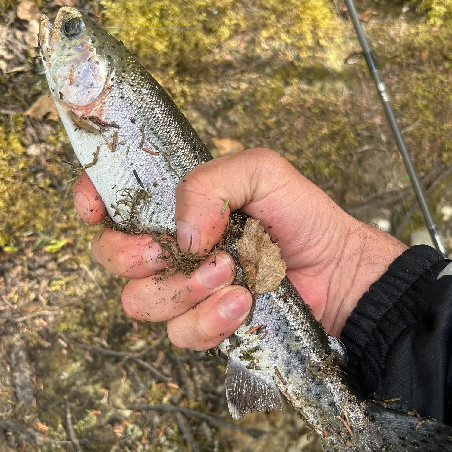 Rainbow trout caught on Fishbrain
