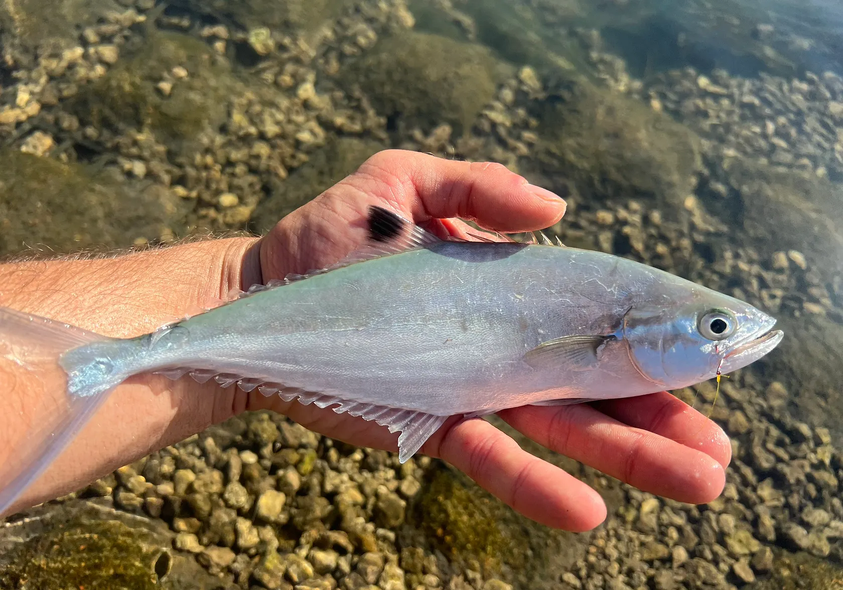 Doublespotted queenfish