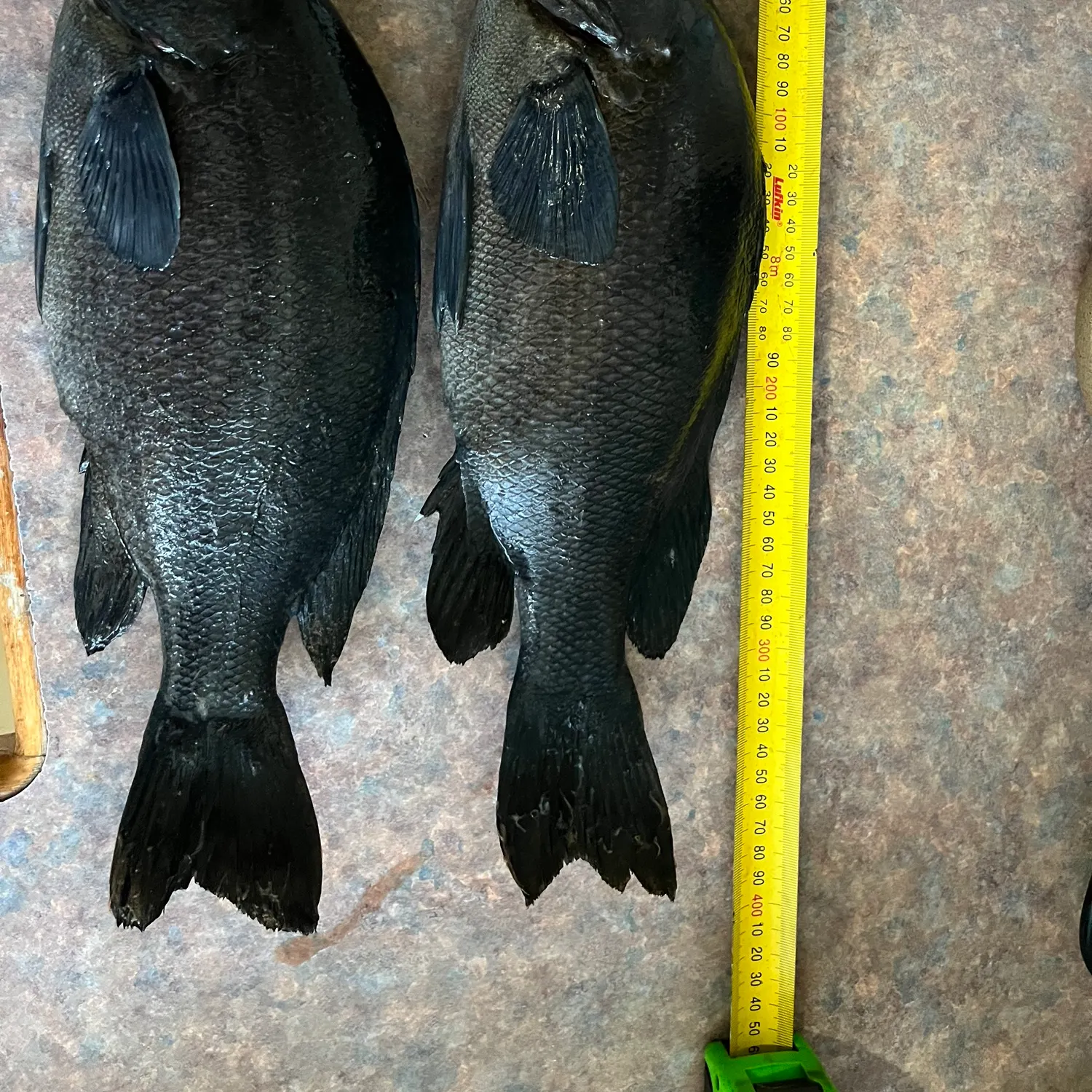 The most recent Sooty grunter catches on Fishbrain
