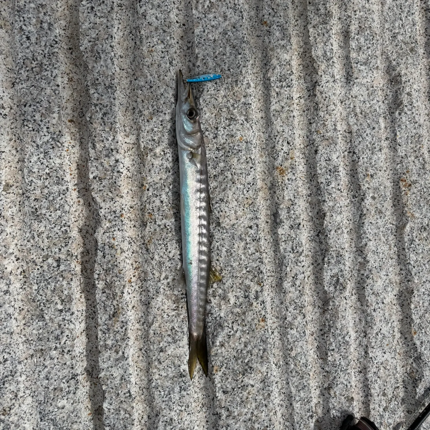 The most recent Pacific barracuda catches on Fishbrain