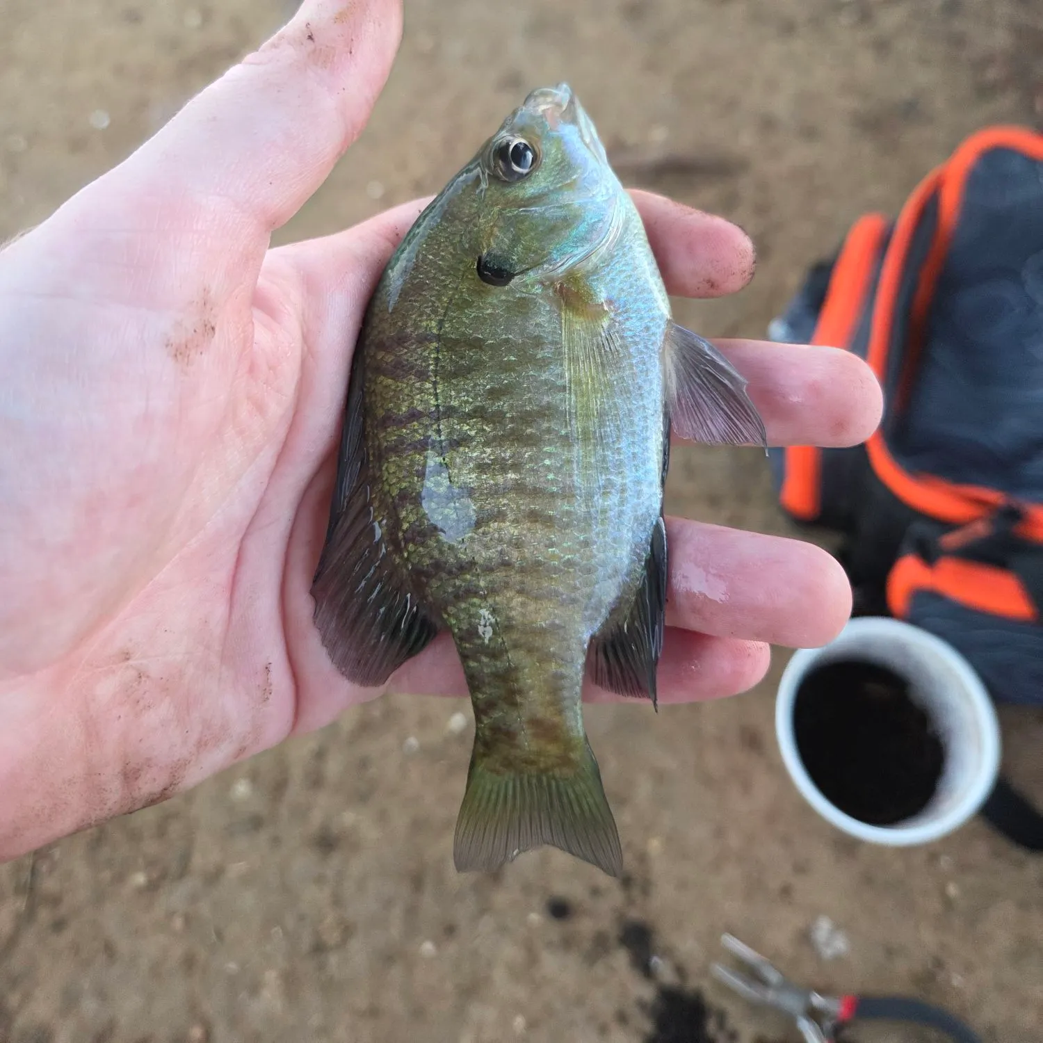 Bluegill caught on Fishbrain