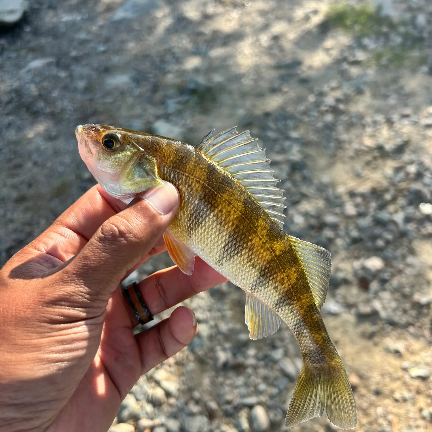 Yellow perch caught on Fishbrain