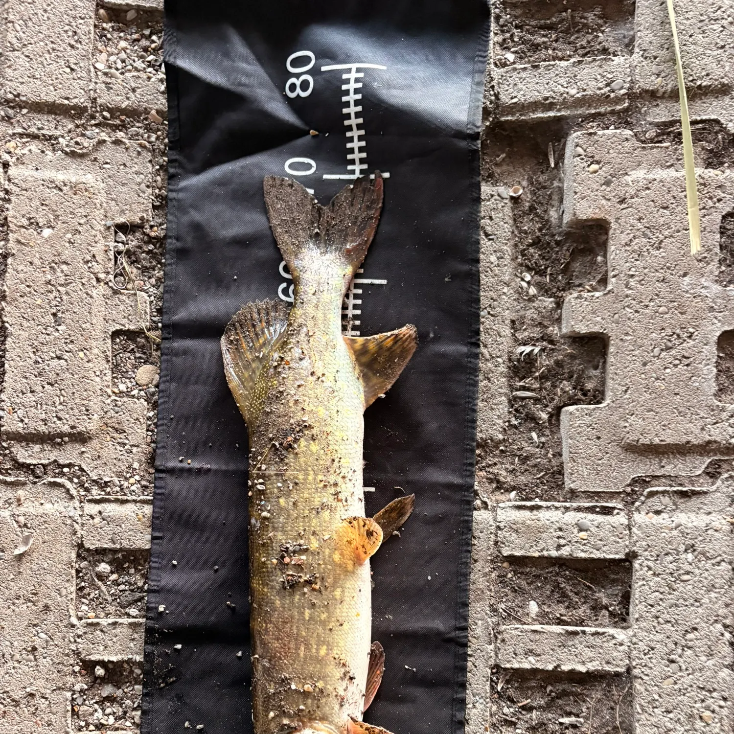 Northern pike caught on Fishbrain
