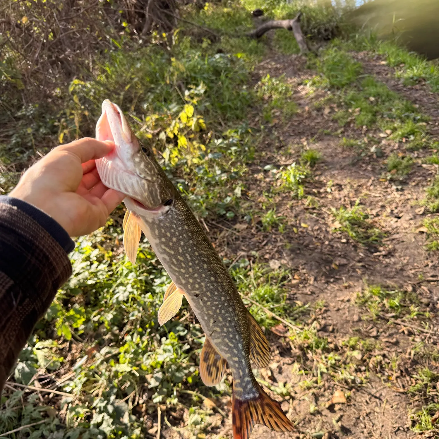 Northern pike caught on Fishbrain