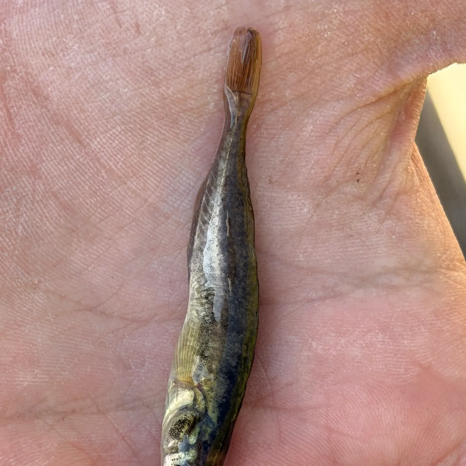 The most recent Brook stickleback catches on Fishbrain