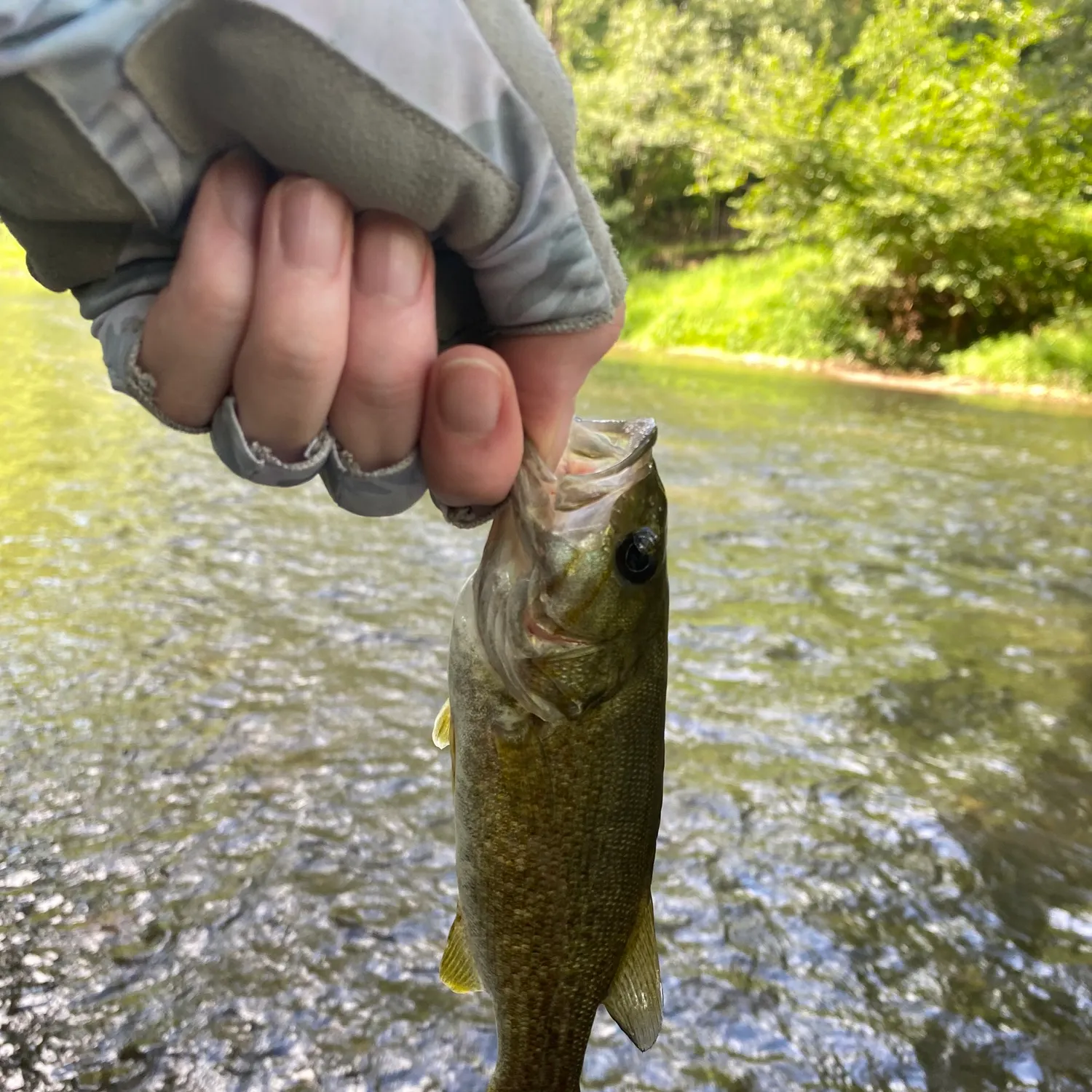 Smallmouth bass caught on Fishbrain