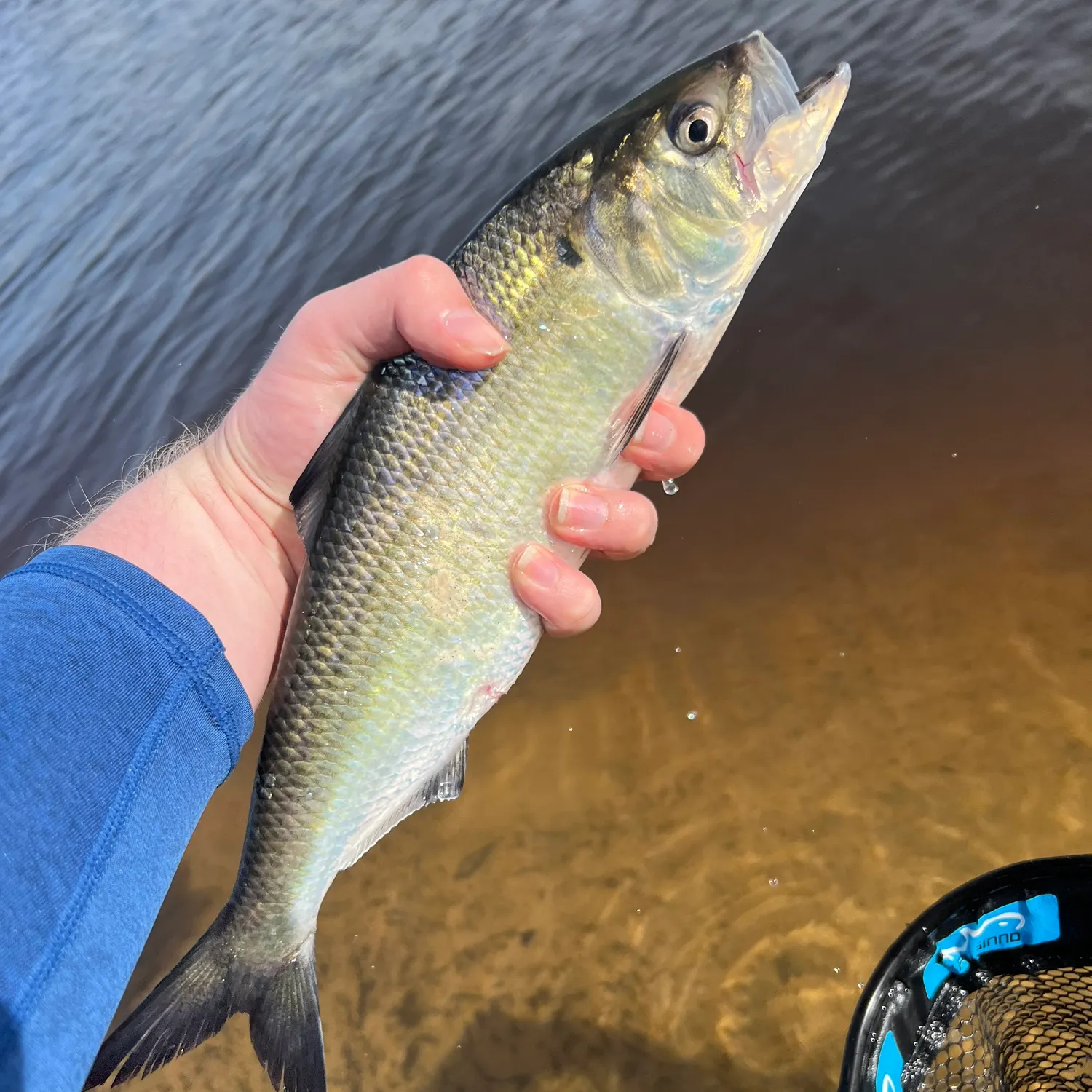 The most popular recent American shad catch on Fishbrain