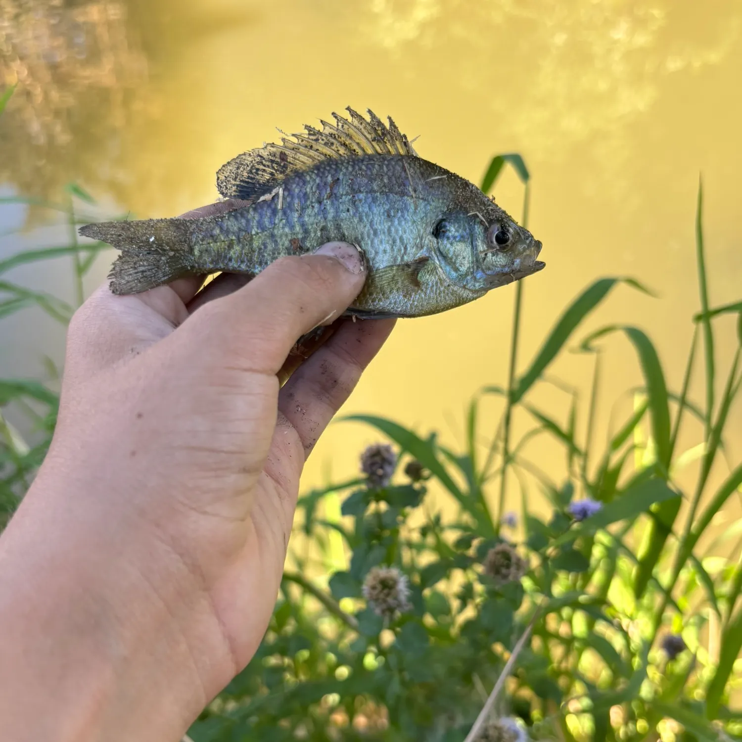 Bluegill caught on Fishbrain