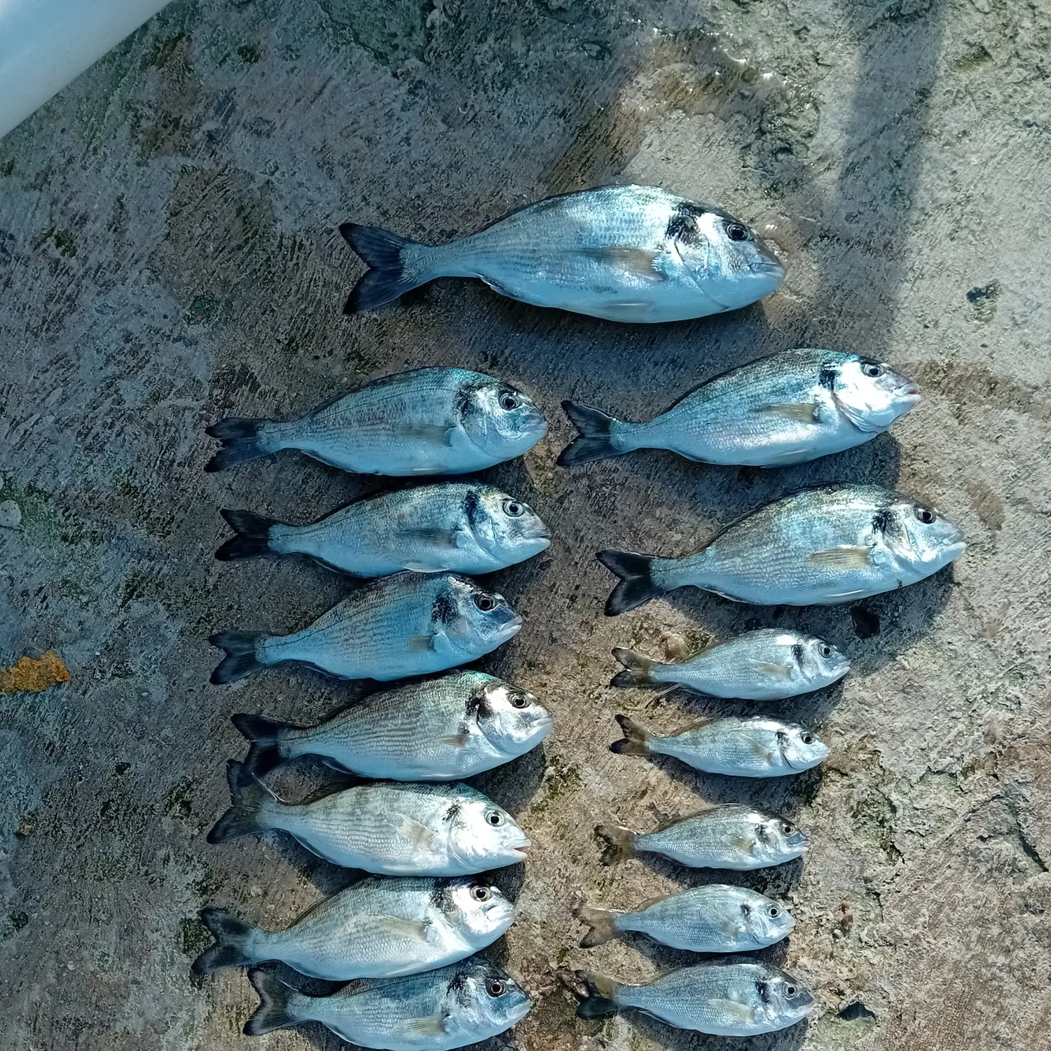 The most recent Gilthead seabream catches on Fishbrain