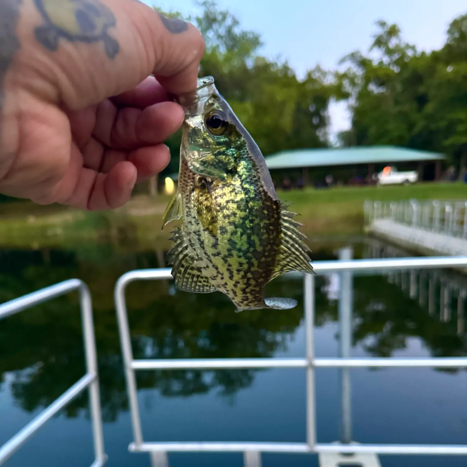 Black crappie caught on Fishbrain