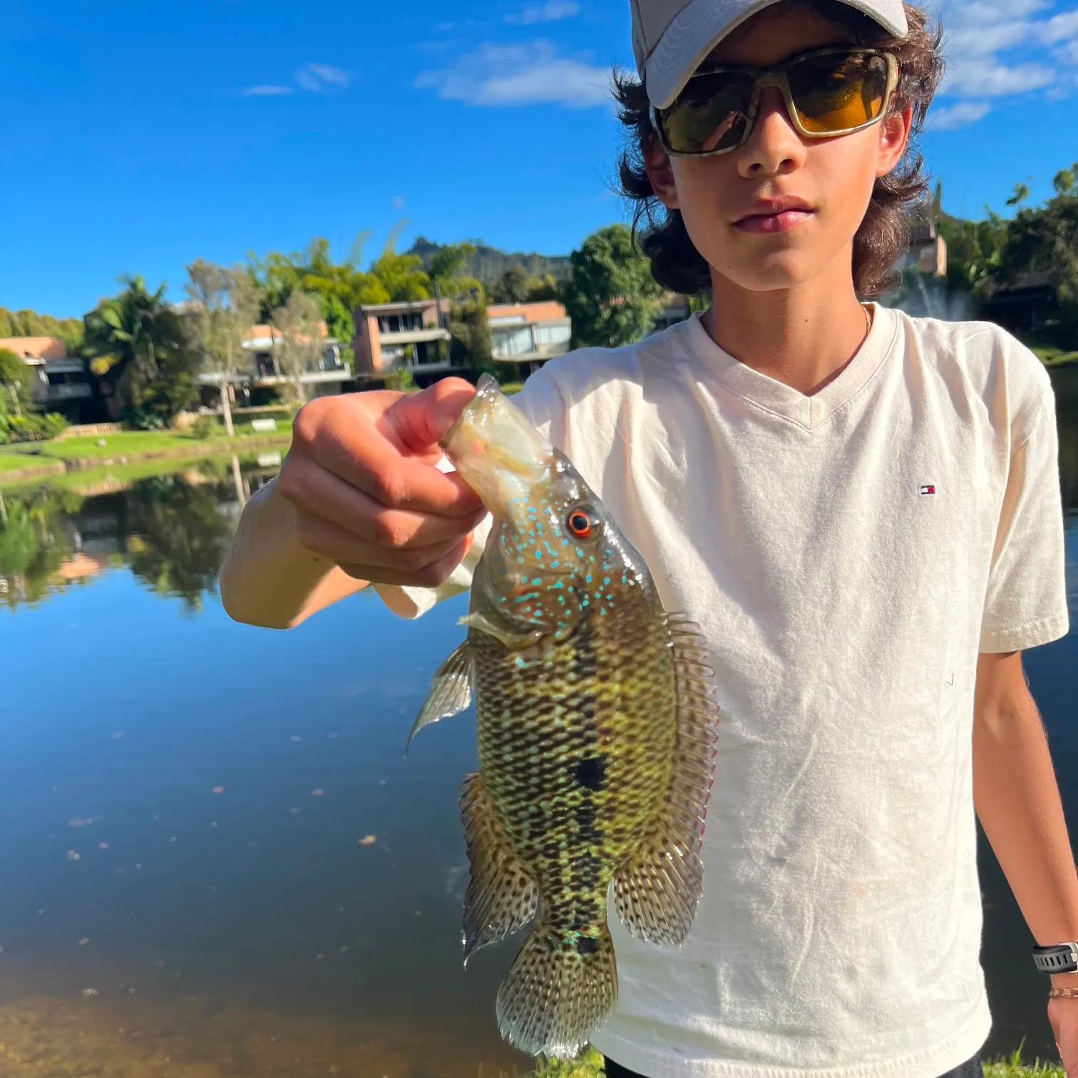 The most recent Turquoise cichlid catches on Fishbrain