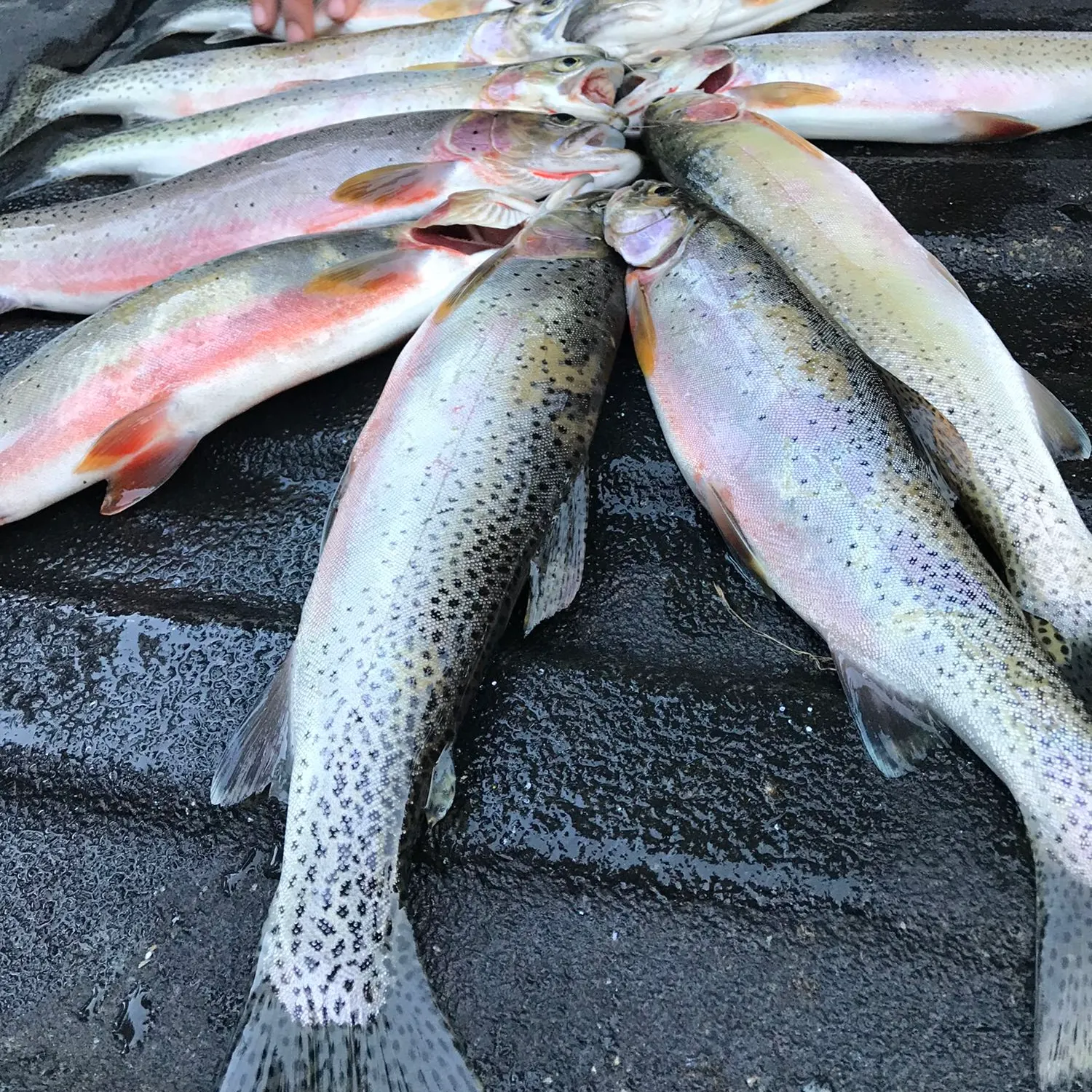 recently logged catches