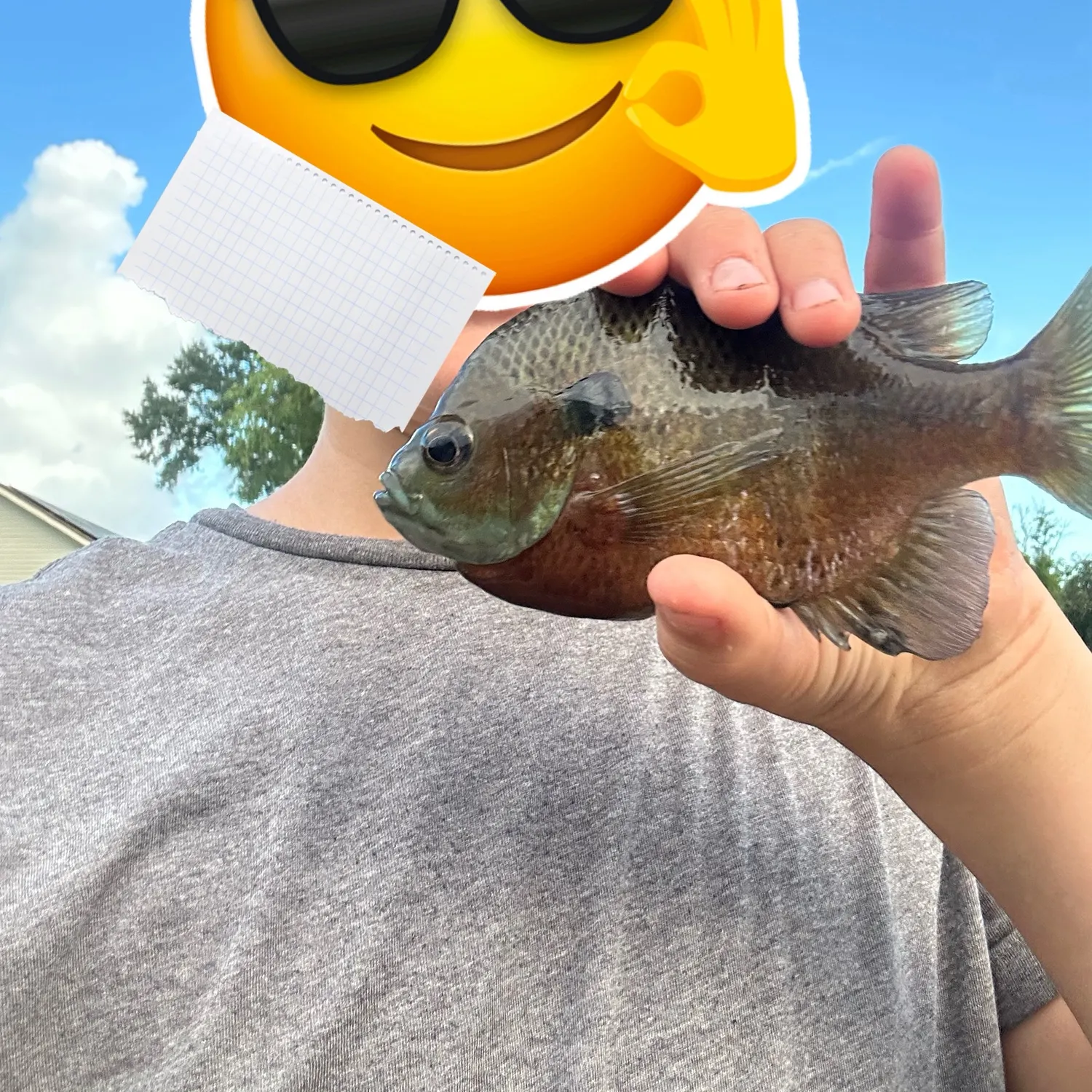 The most recent Golden perch catches on Fishbrain