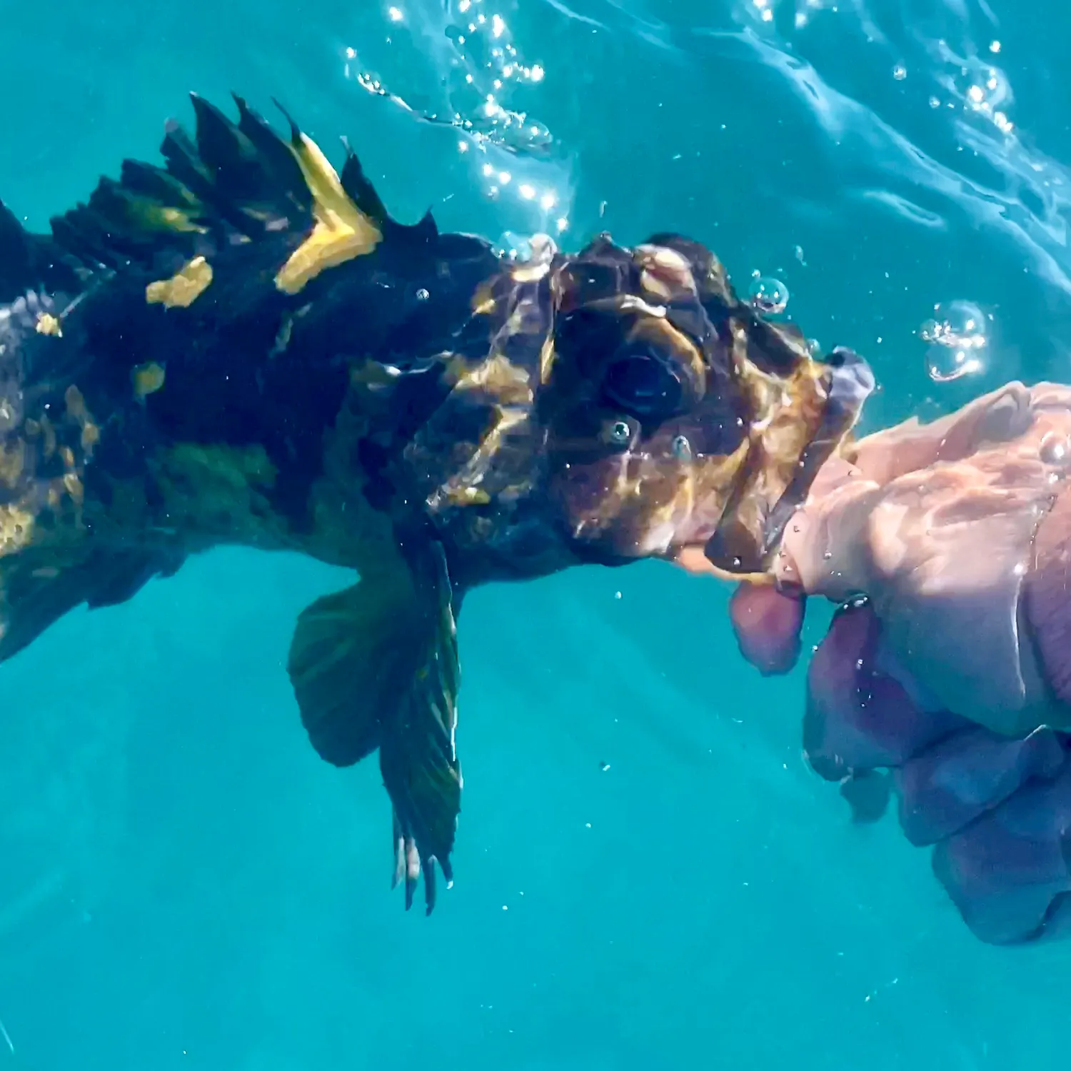 The most recent Black and yellow rockfish catches on Fishbrain