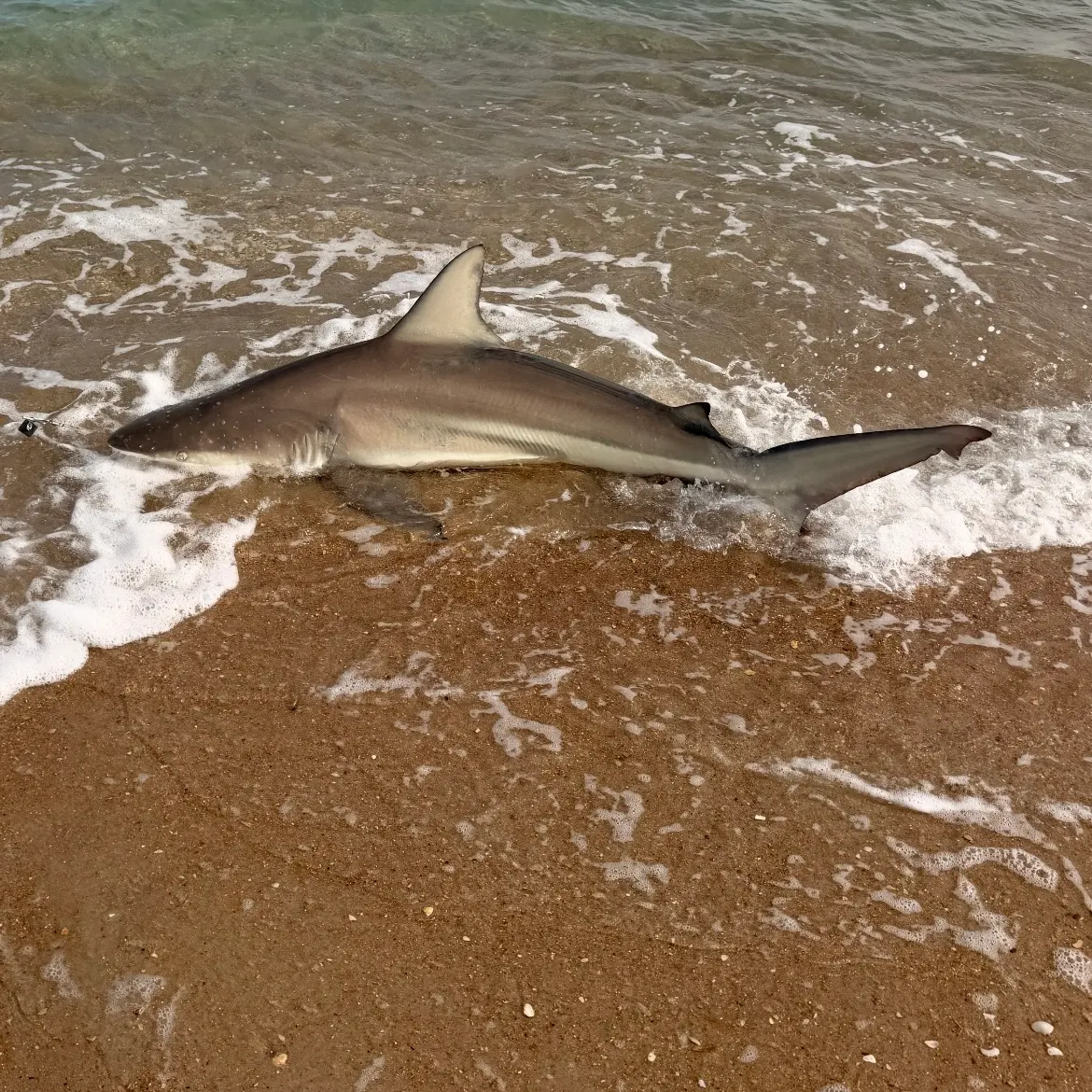 The most recent Silvertip shark catches on Fishbrain