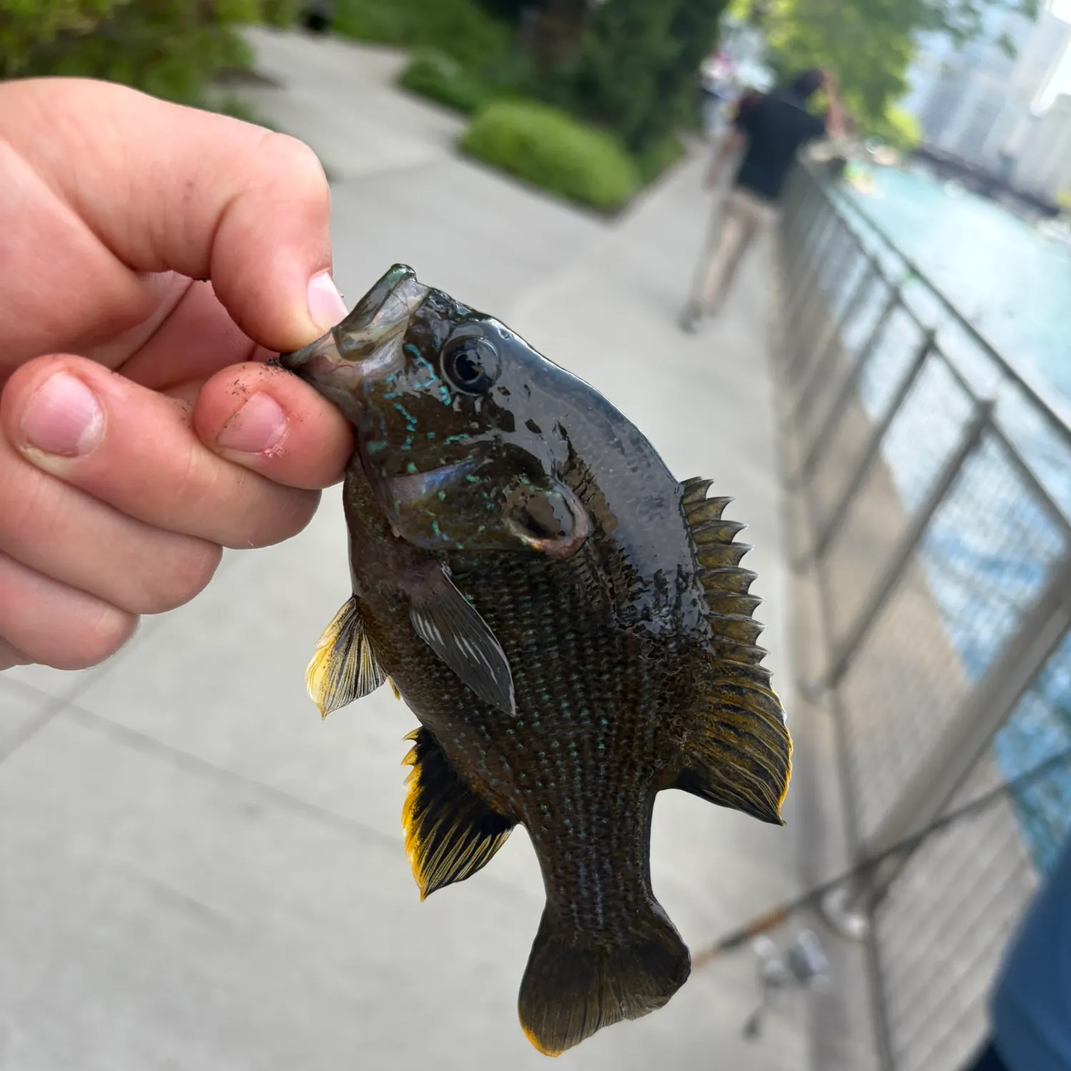 catch