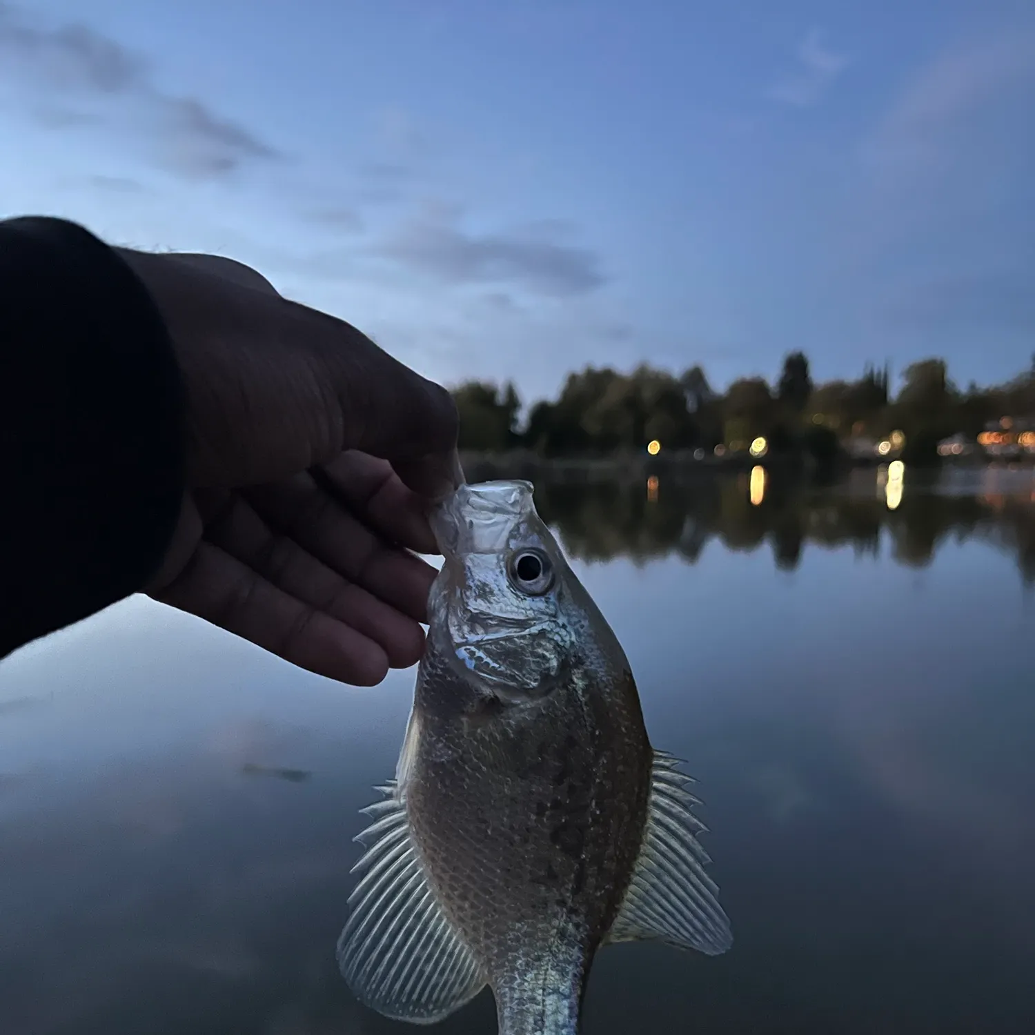 Black crappie caught on Fishbrain