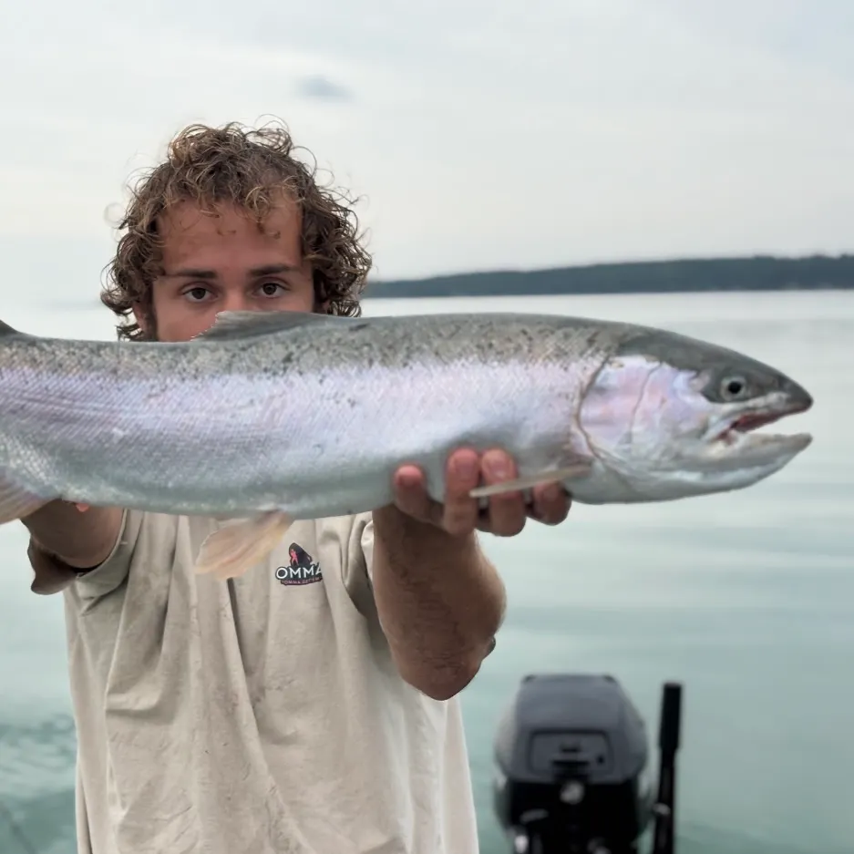 Rainbow trout caught on Fishbrain