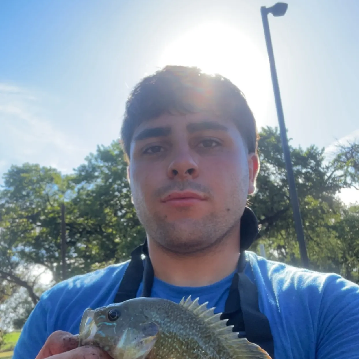 Green sunfish caught on Fishbrain
