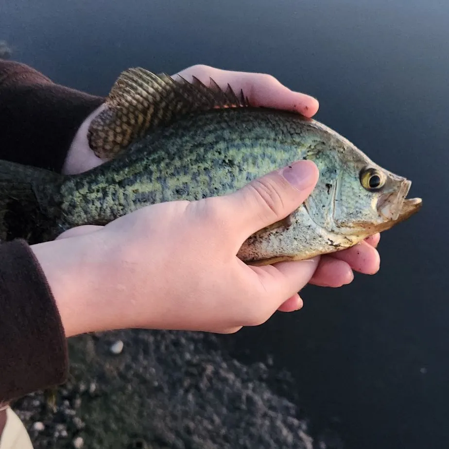 Black crappie caught on Fishbrain